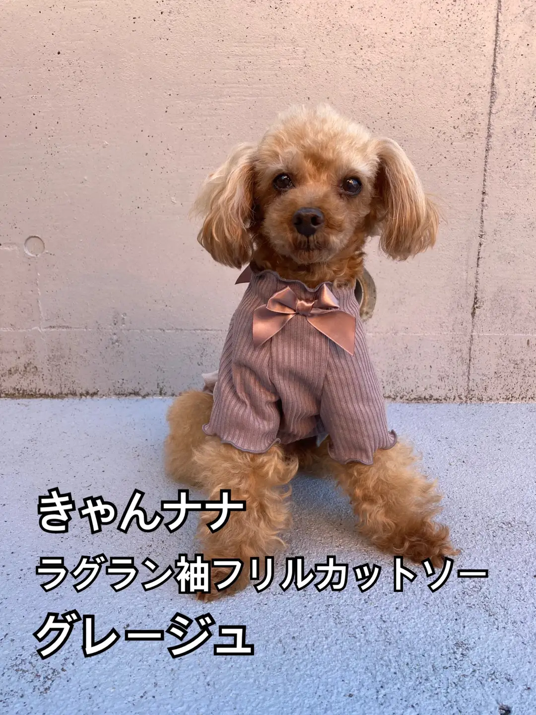 周りと差をつける犬服🐶 | ジャングルペット/犬服専門店が投稿したフォトブック | Lemon8