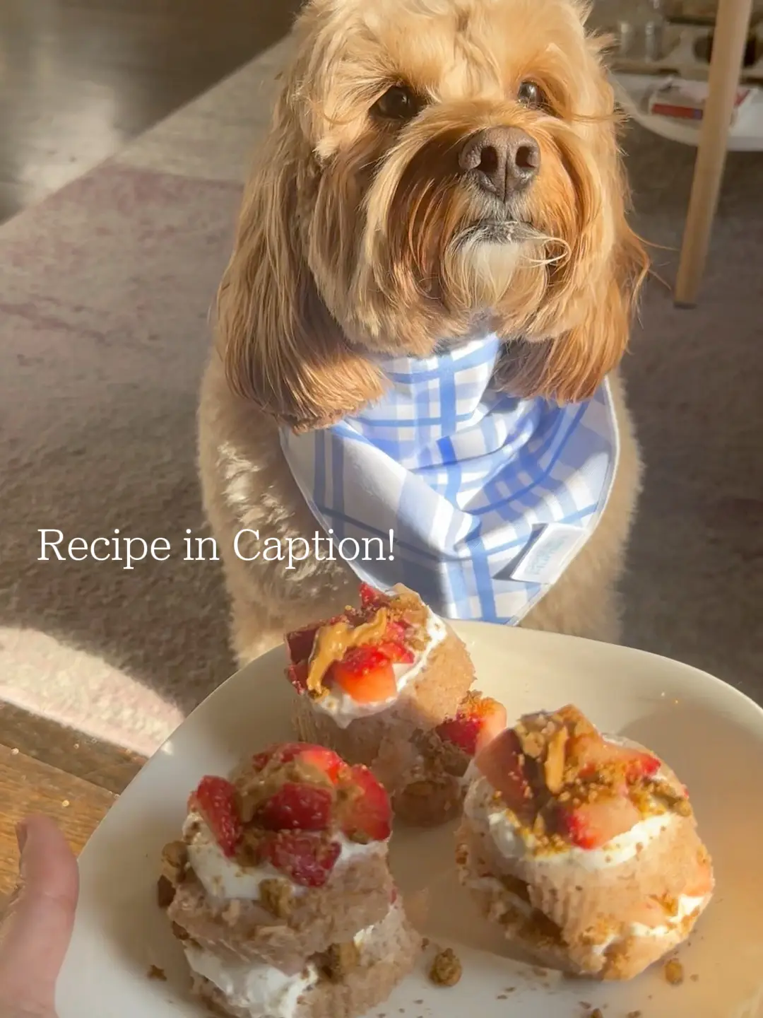 16+ Dog Enrichment Bowl Recipe