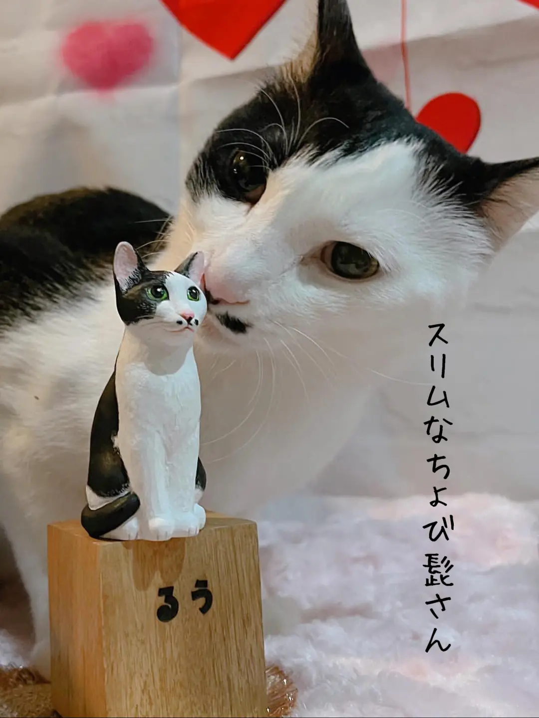 白黒模様の猫さん達 | ヒトミコ HITOMIKOが投稿したフォトブック | Lemon8