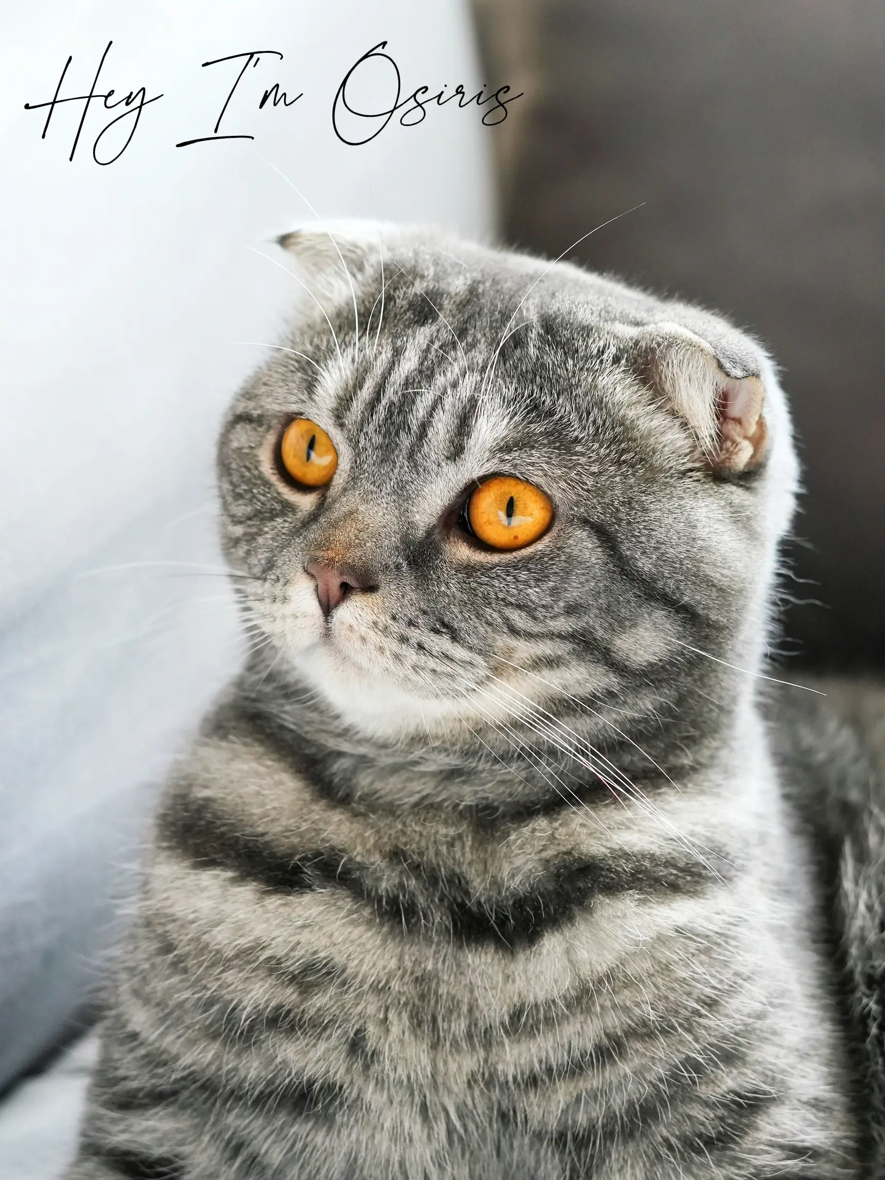 omg this face looks exactly like my little grey tabby cat Stardust