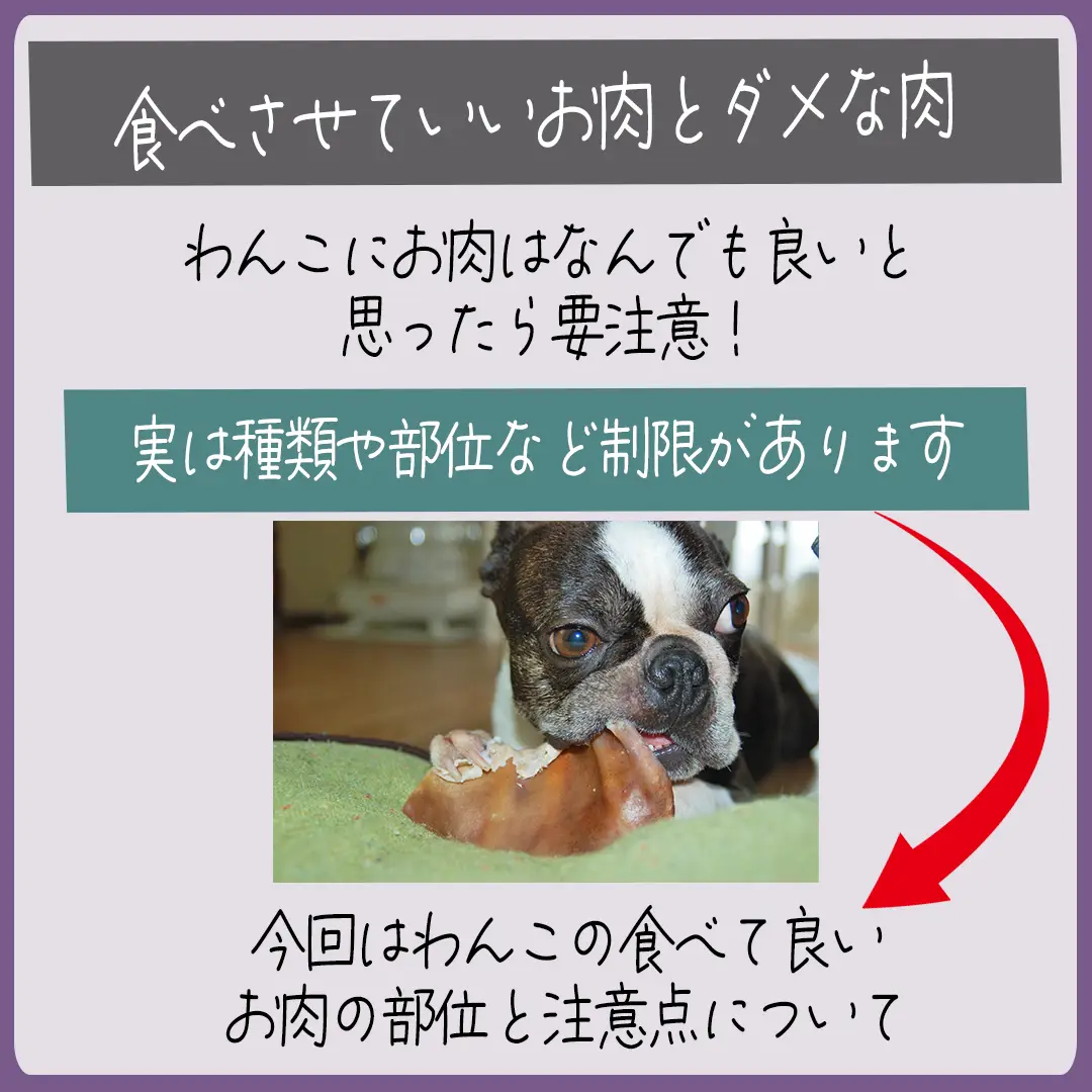 愛犬に食べさせていいお肉とダメな肉】 | 犬ラブ🐕‍  黒シュナが投稿