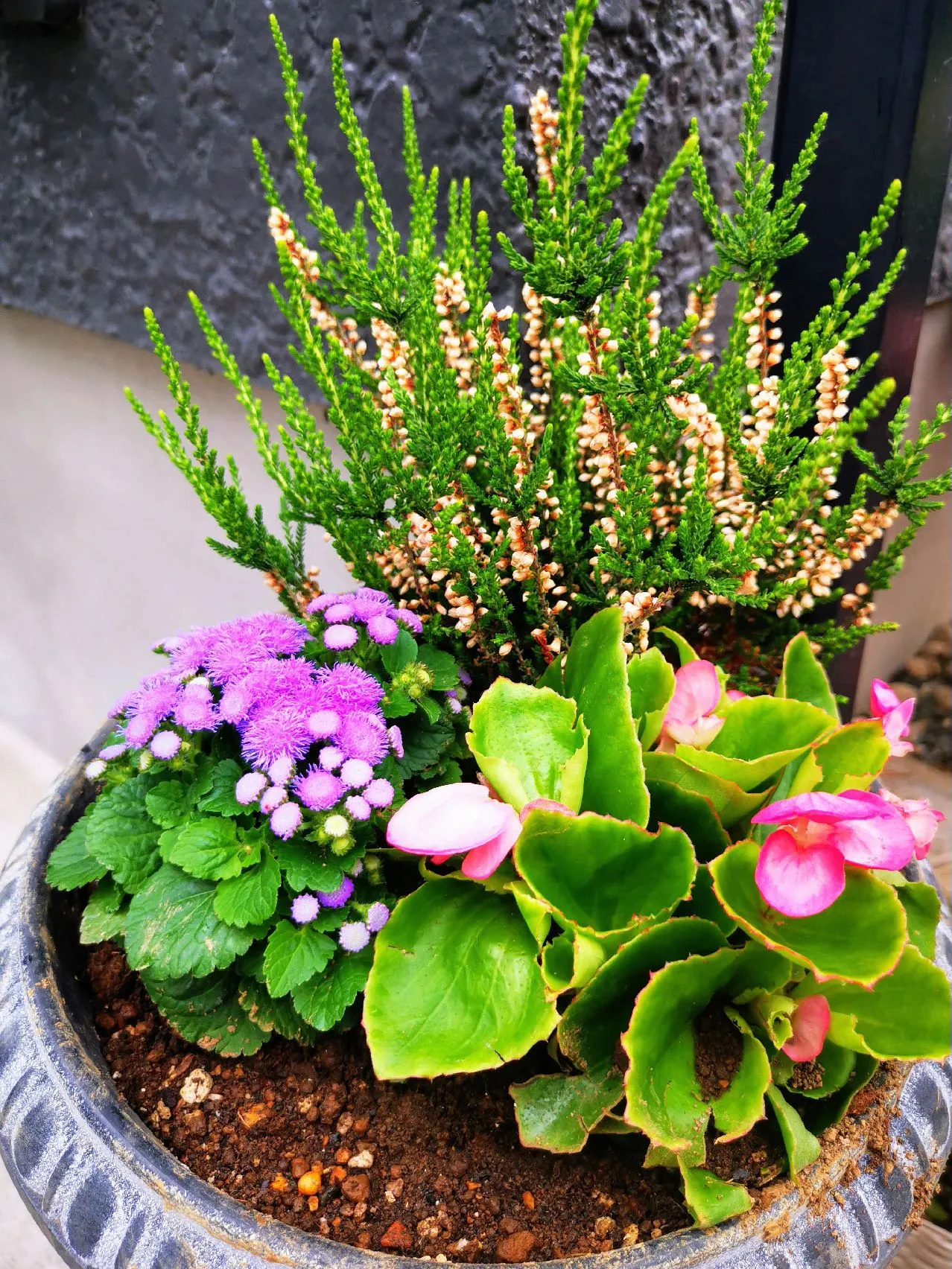 ✿゚❀.❀.゚✿寄せ植え✿゚❀.゚✿ | CHAKO☆が投稿したフォト ✿゚❀.❀.゚✿寄せ植え✿゚❀.゚✿ | CHAKO☆が投稿したフォト