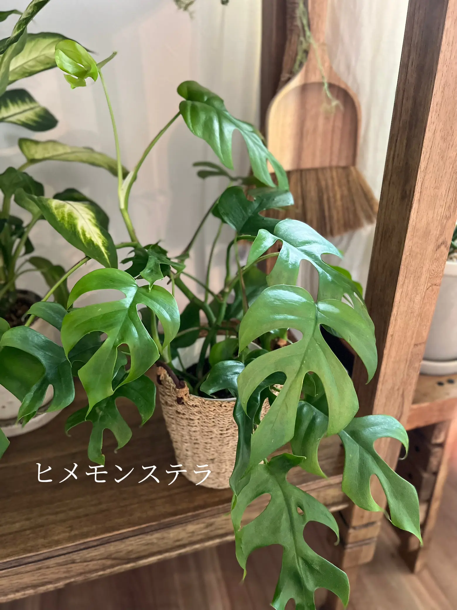 New観葉植物をご紹介 | moko.homeが投稿したフォトブック | Lemon8