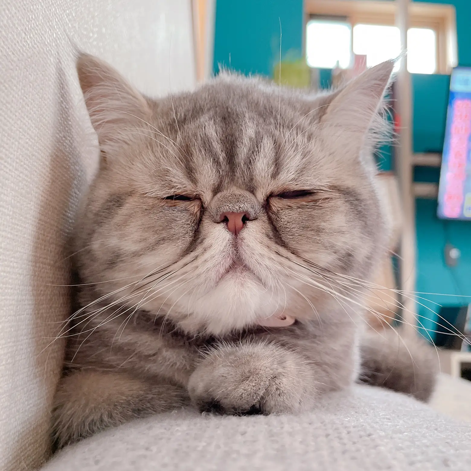 ジェラートピケ 猫 cat ブランケット ブリティッシュショートヘアー