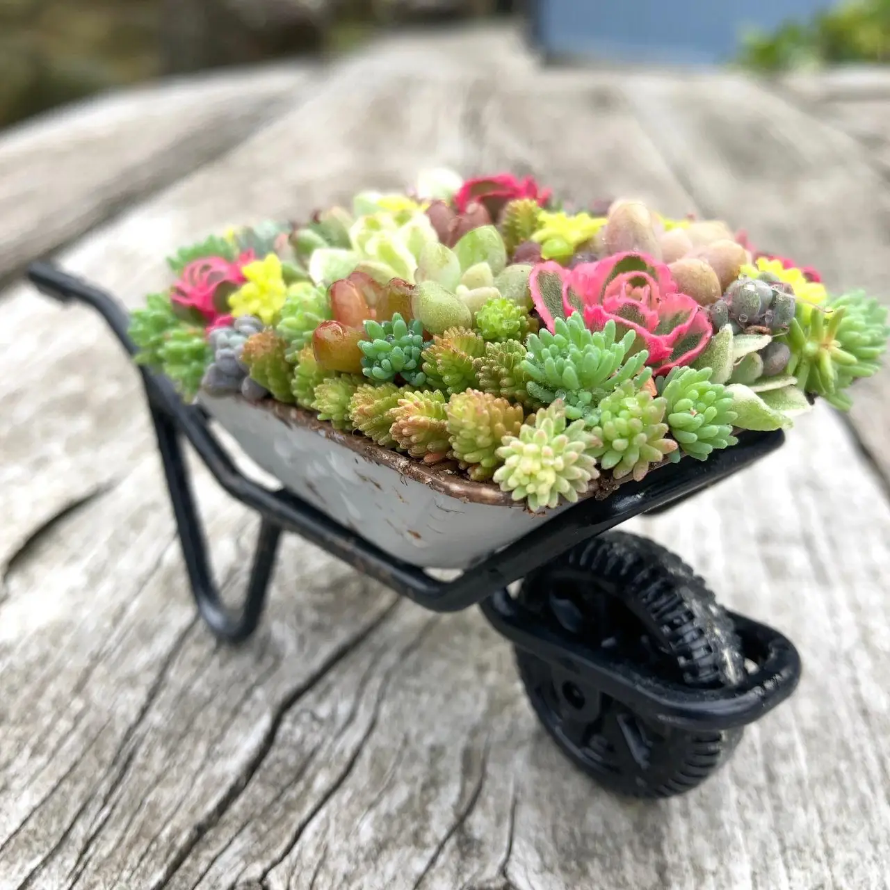 車のおもちゃに多肉ちゃん寄せ植え❣️ 確認用です。 - 植物/観葉植物