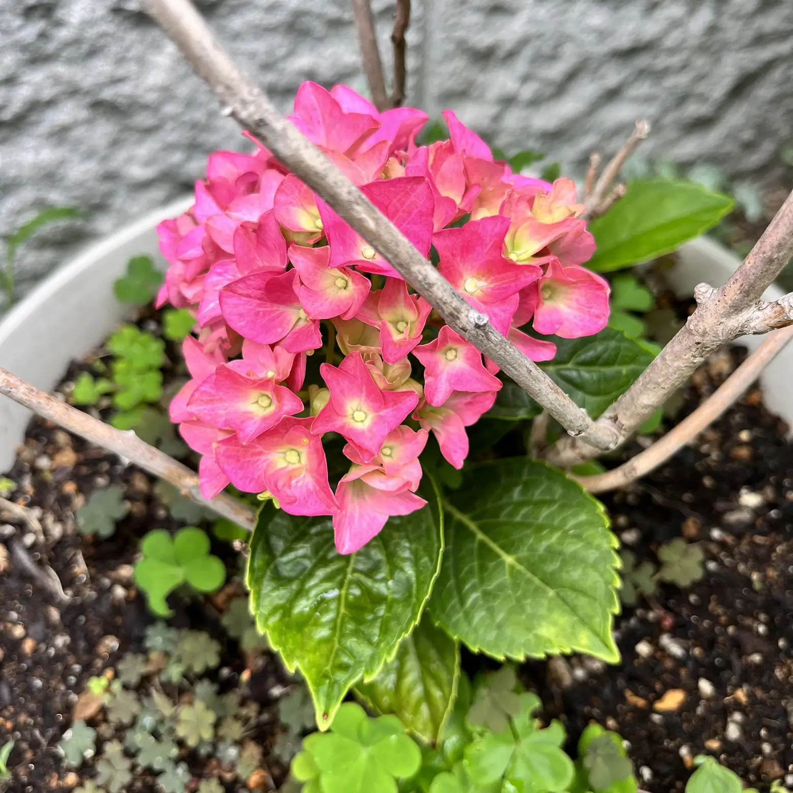 初夏の庭 紫陽花 | atsuが投稿したフォトブック | Lemon8