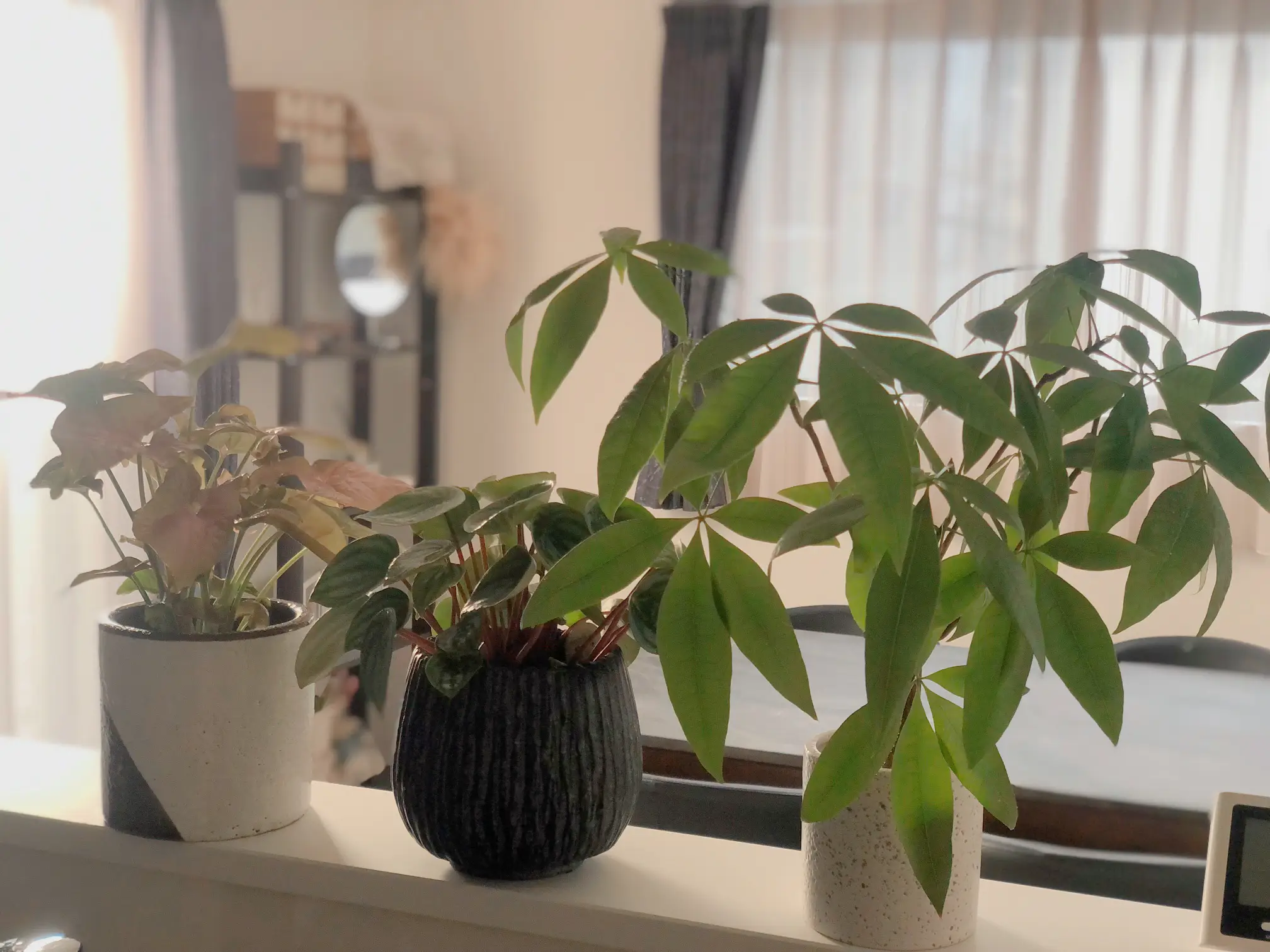 記念すべき初投稿🕊 まずは我が家の新入り植物から🌿 (パ | miさんが投稿したフォトブック | Lemon8