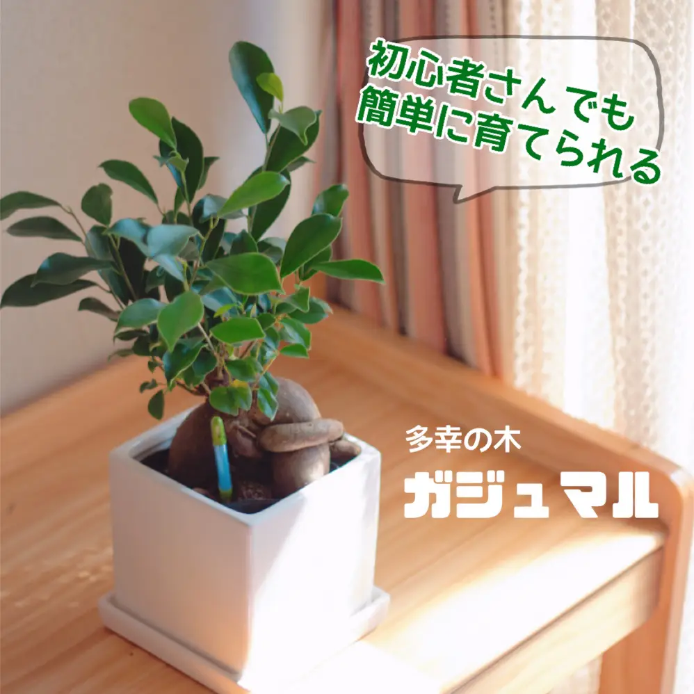 ツル性ガジュマル♥ちびっ子苗４つ - 植物/観葉植物