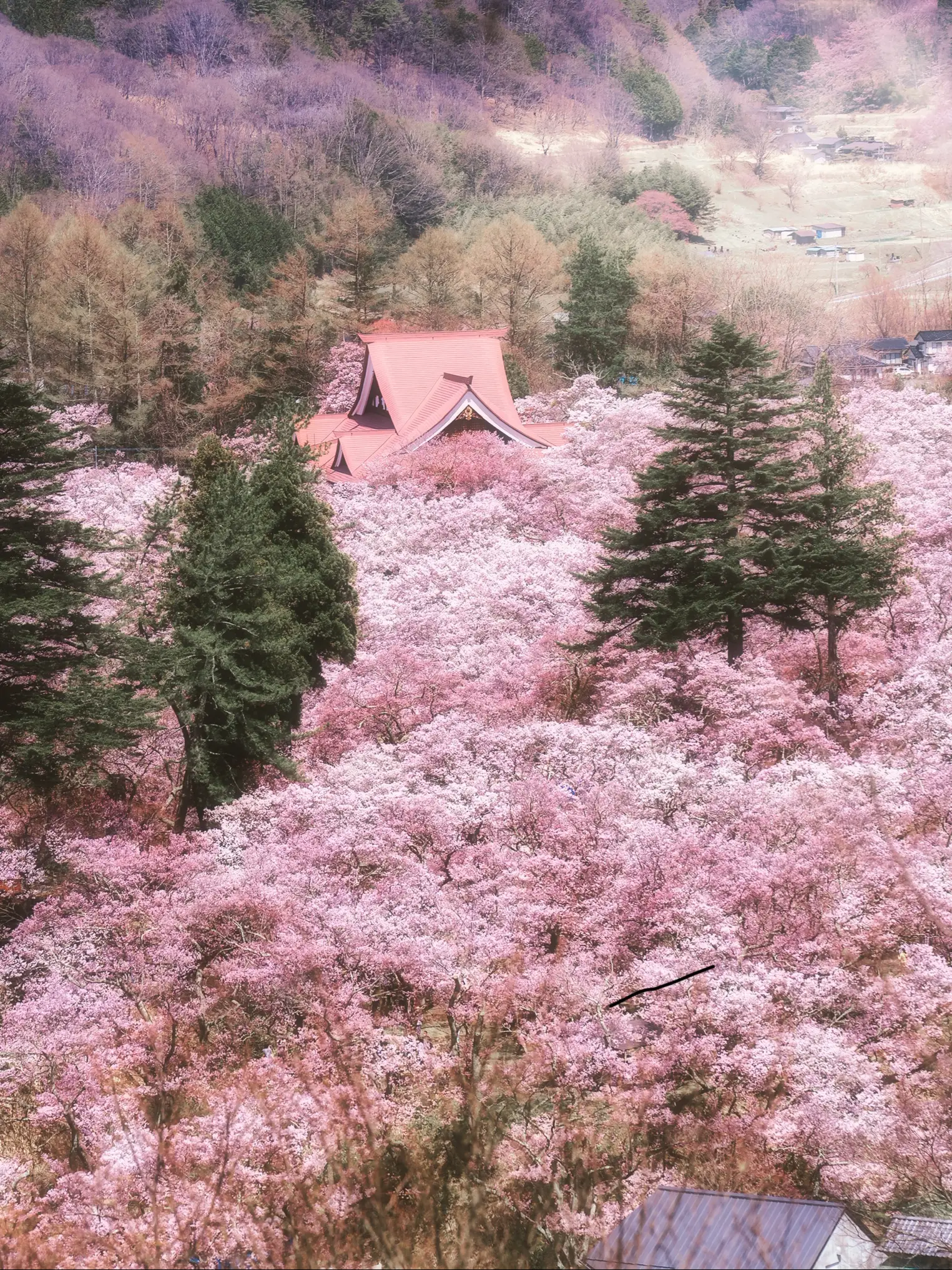 河津 桜 2023 開花 予想 - Lemon8検索