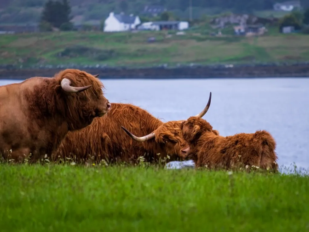 Scottish Highland Cattle  Busch Gardens Williamsburg