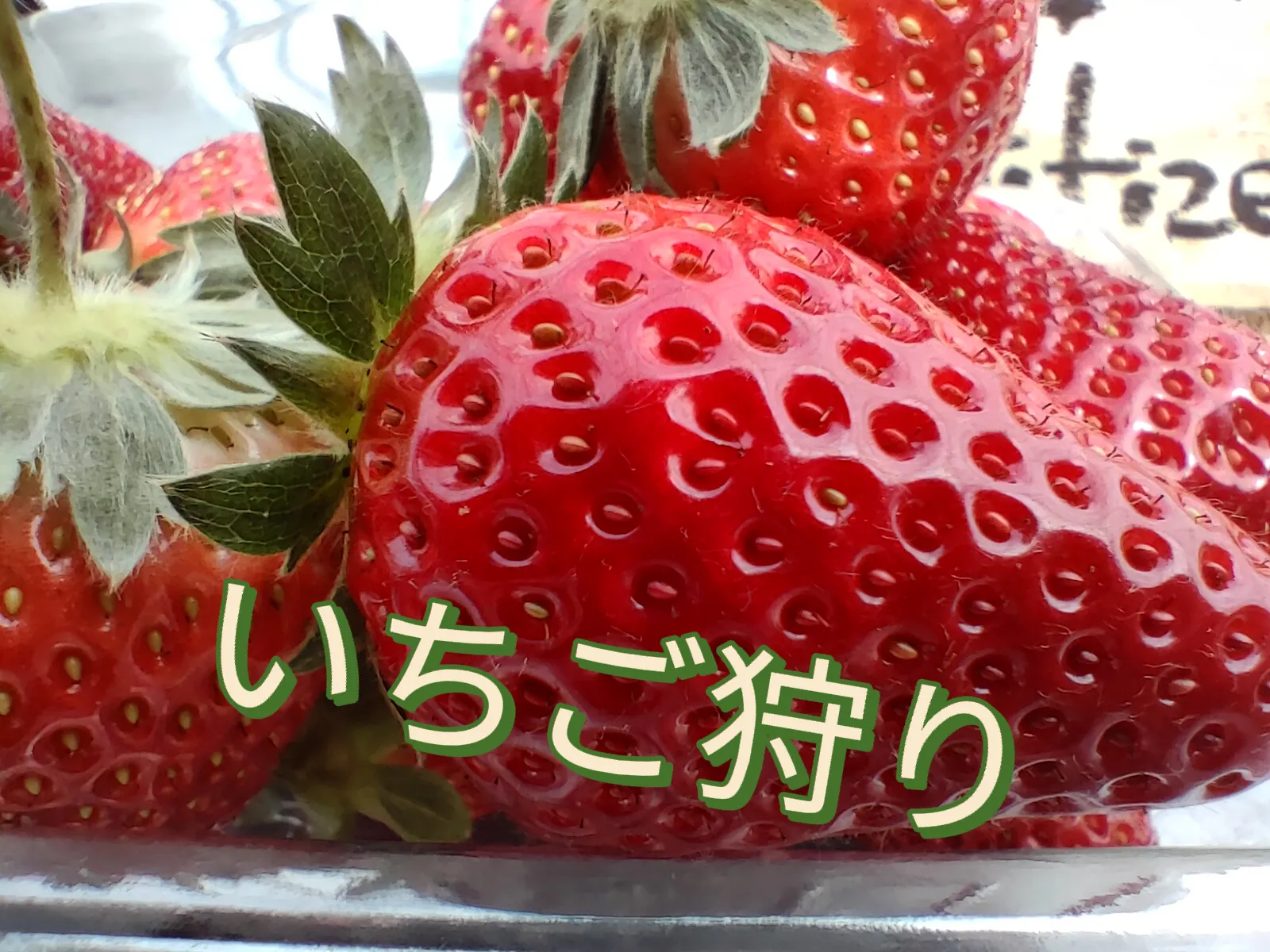 ま〜さ〜　紅ほっぺ100ポット ま〜さ〜 紅ほっぺ100ポット ま〜さ〜様専用 紅ほっぺ100ポット 【公式