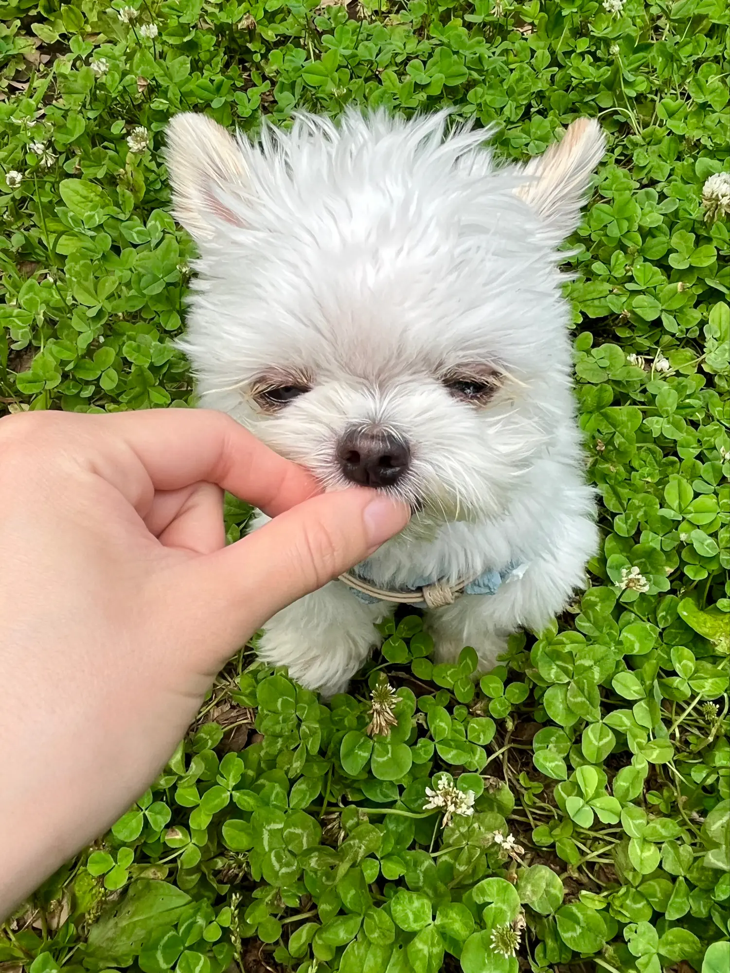 まぶちぃなあ  🌱ましゅたんです♡ | マルチワのましゅです。마슈💛が