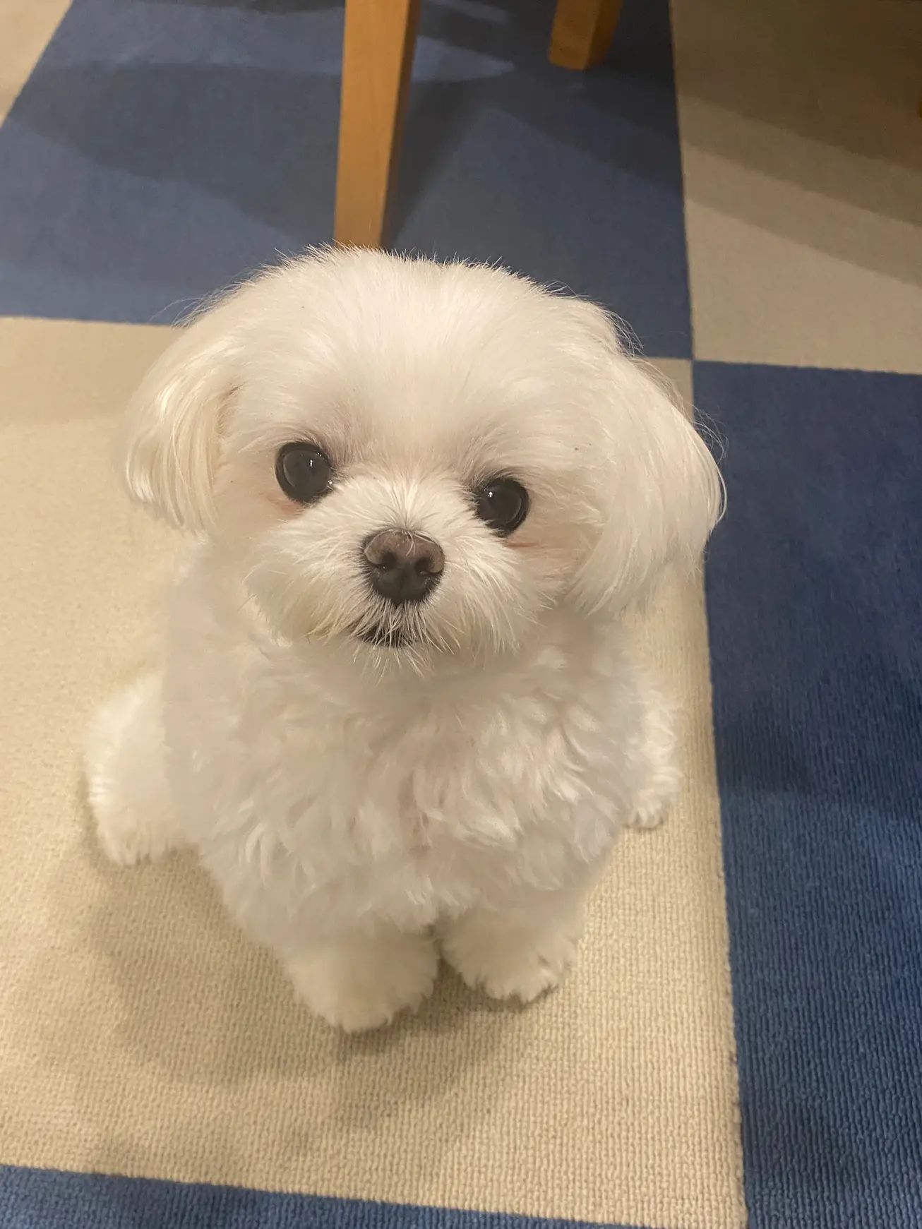 ぬいぐるみ感... | 犬と猫の凸凹凸トリオ劇場が投稿したフォトブック 
