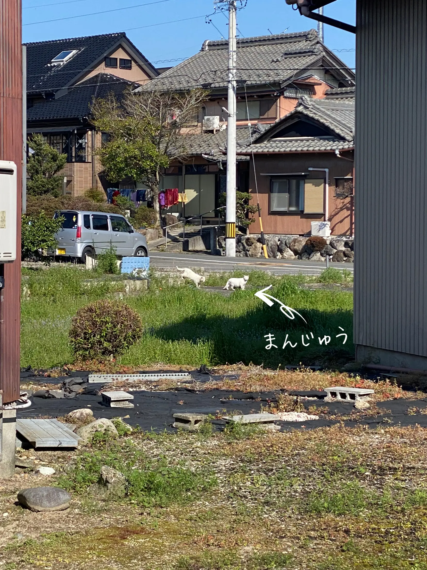 まさかの雪見だいふくやったぁぁ🐈🐈おまんじゅう影分身 | mon06が投稿