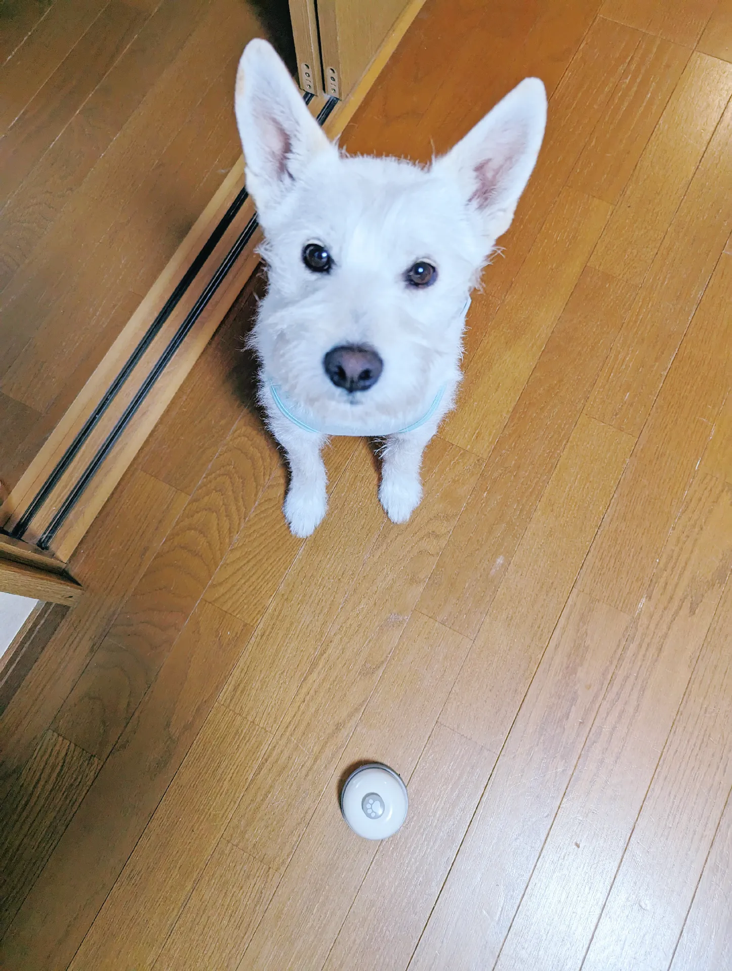 ベルです。押すとチーンっと音がなります おそく