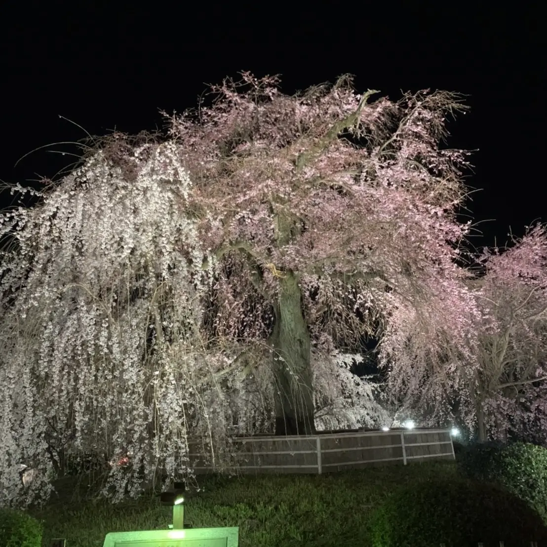 桜の木の上に宿る精霊たち | www.hurdl.org
