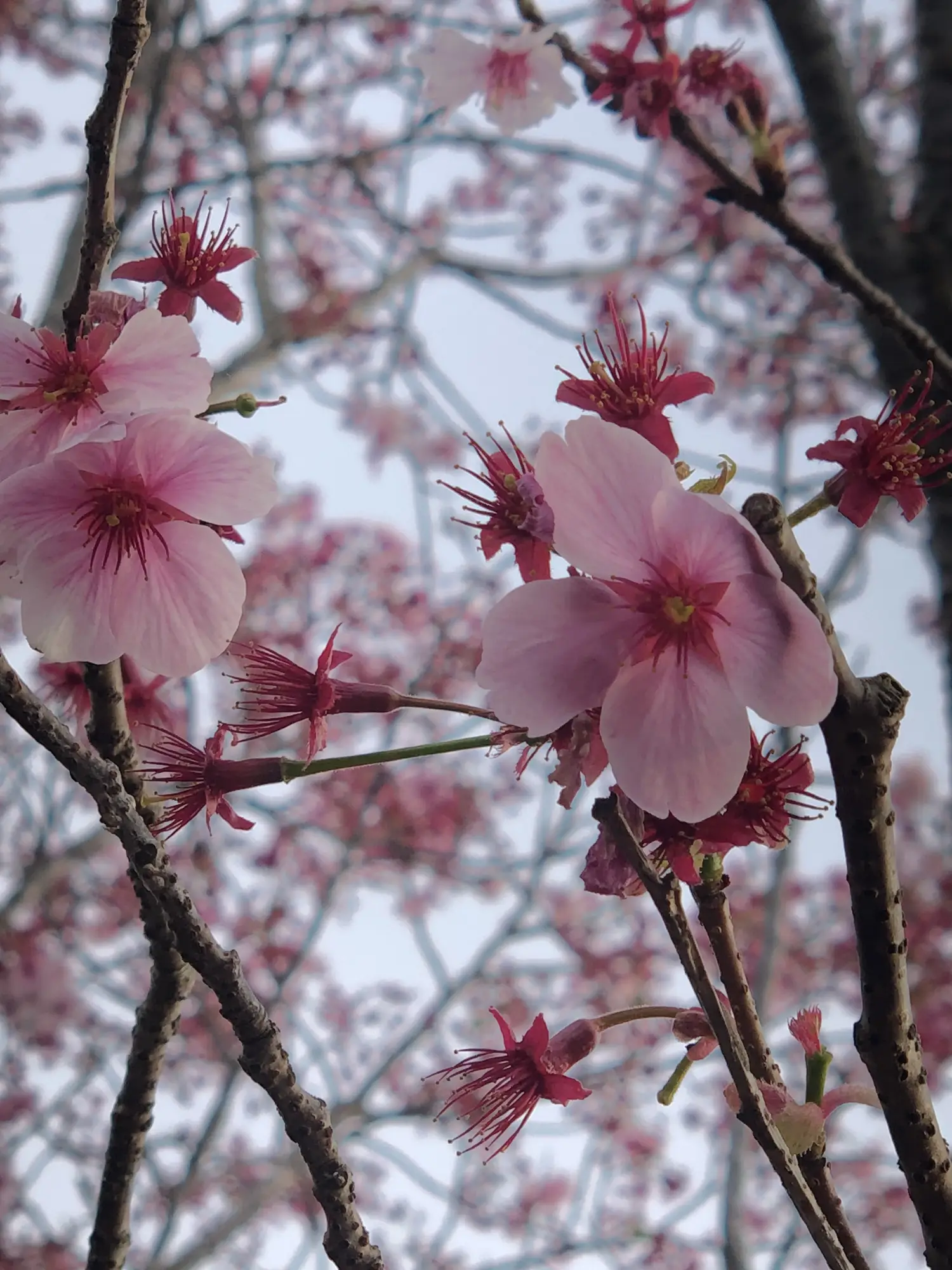 お花🌸 | Risax.nnが投稿したフォトブック | Lemon8