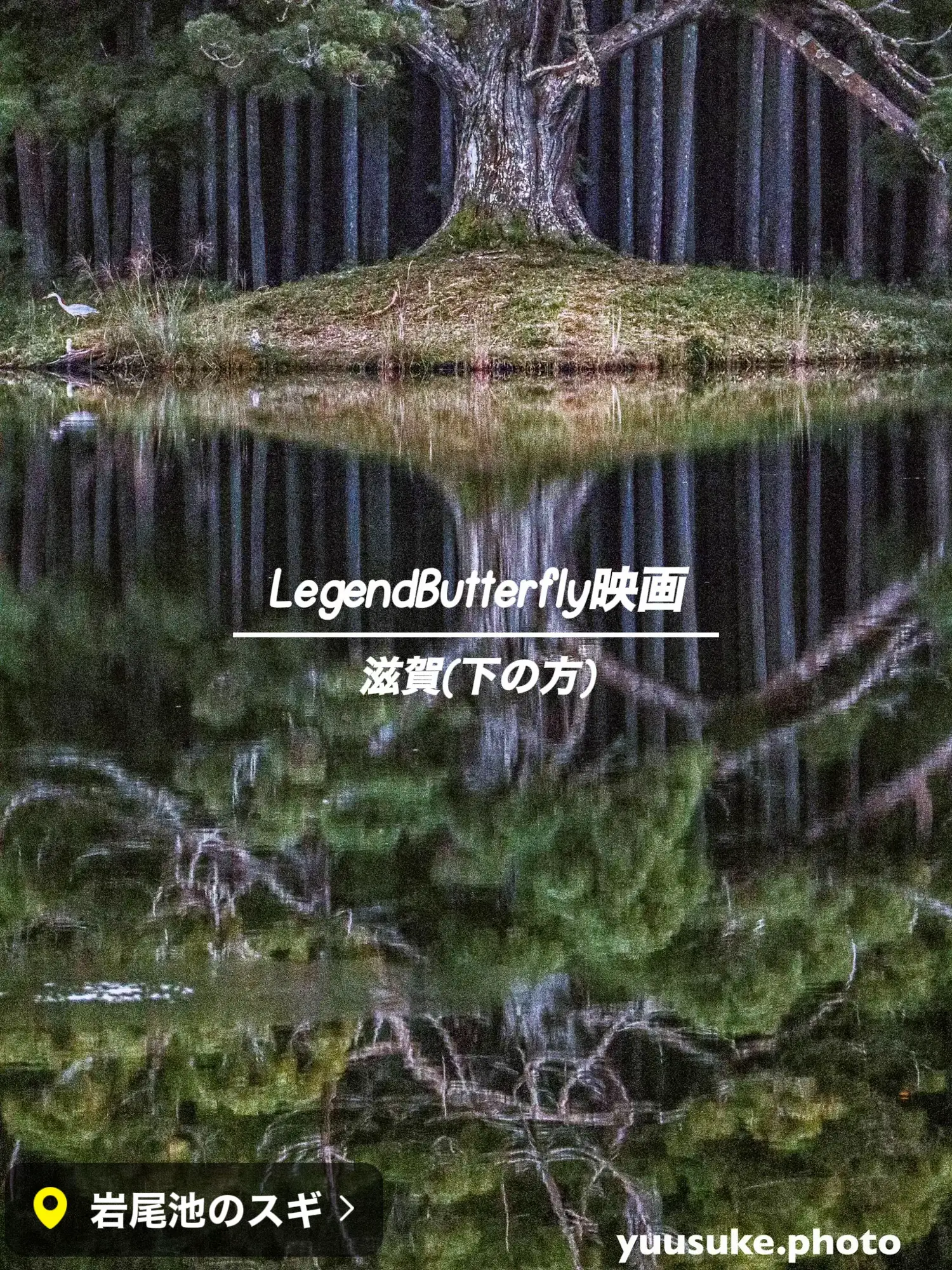 公衆便所樹里 私の1番好きなスポット🥳🥳🥳Legend&Butterflyのロケ地にもなった-岩尾池の一本杉 | ゆう_グルメクリエイターが投稿したフォトブック | Lemon8