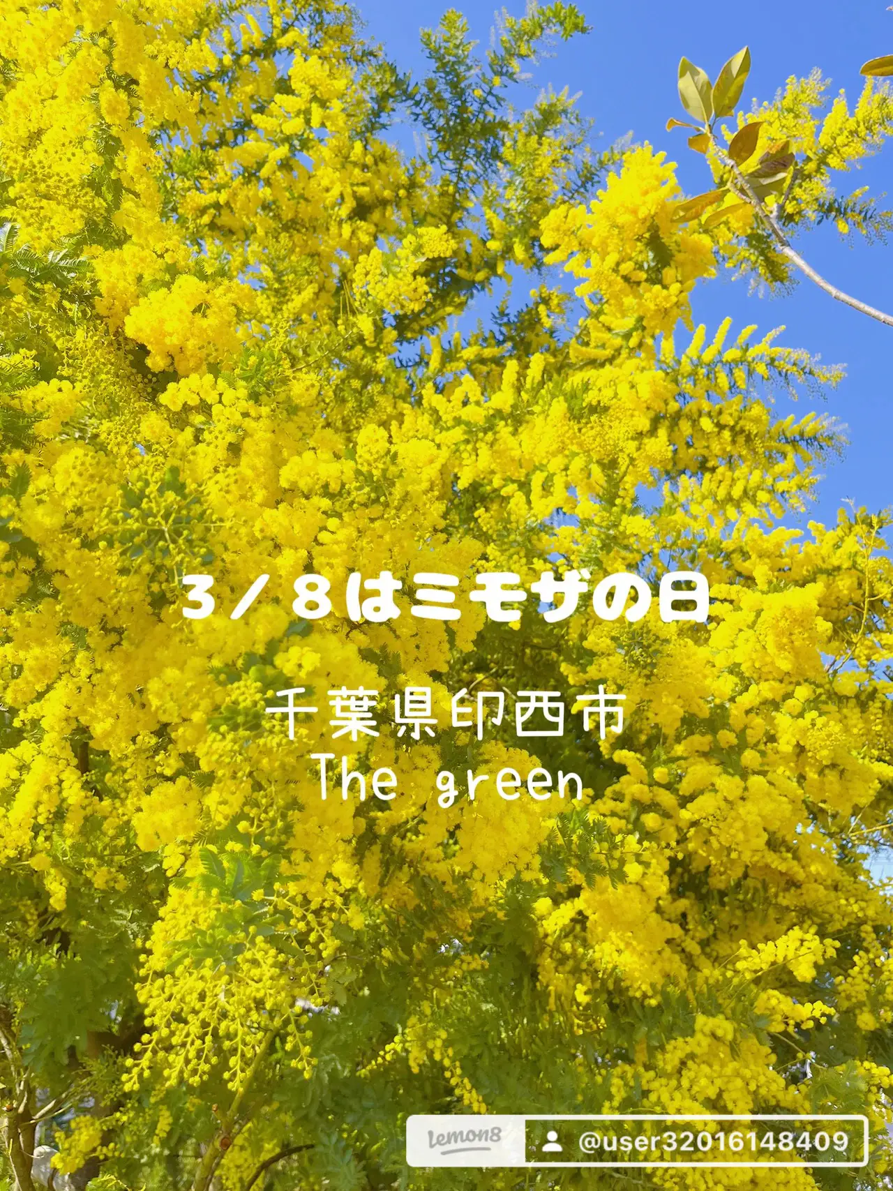 ミモザの木兵庫 - Lemon8検索