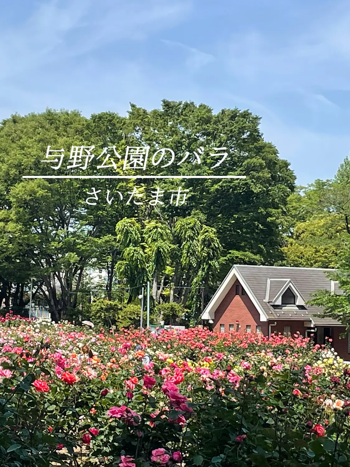 バラ公園 さいたま市 | 今日の散歩🐾が投稿したフォトブック | Lemon8