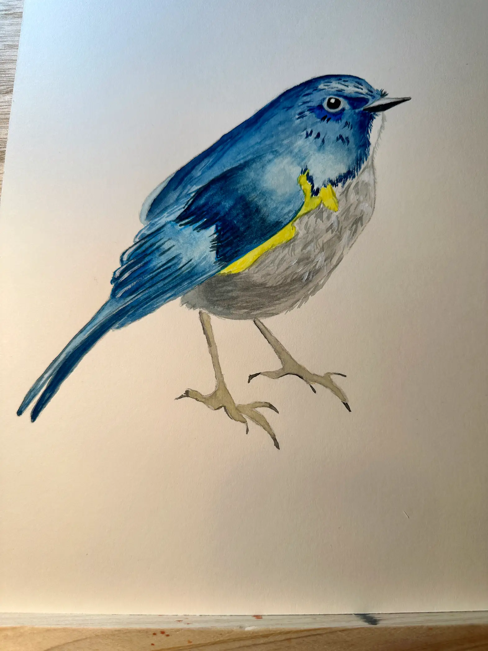 bird art and illustration - Lemon8 Search