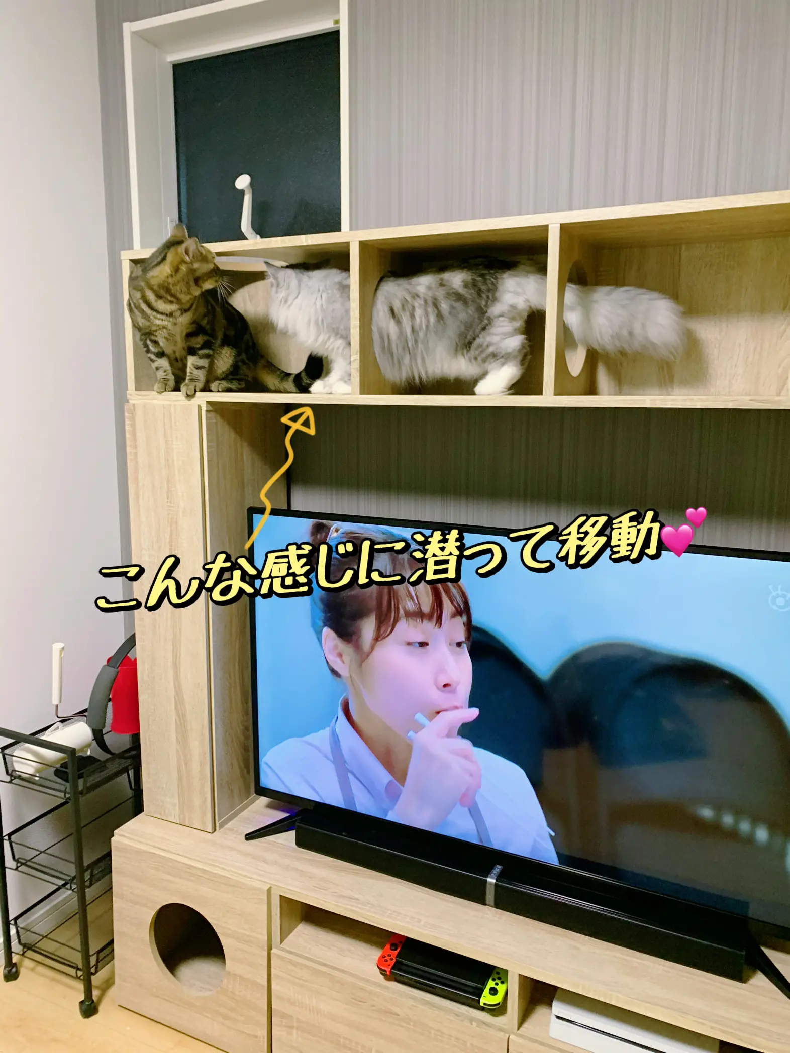 贅沢なキャットタワー付TV台🐱 | 猫5匹と暮らすみしゃっぽが投稿したフォトブック | Lemon8