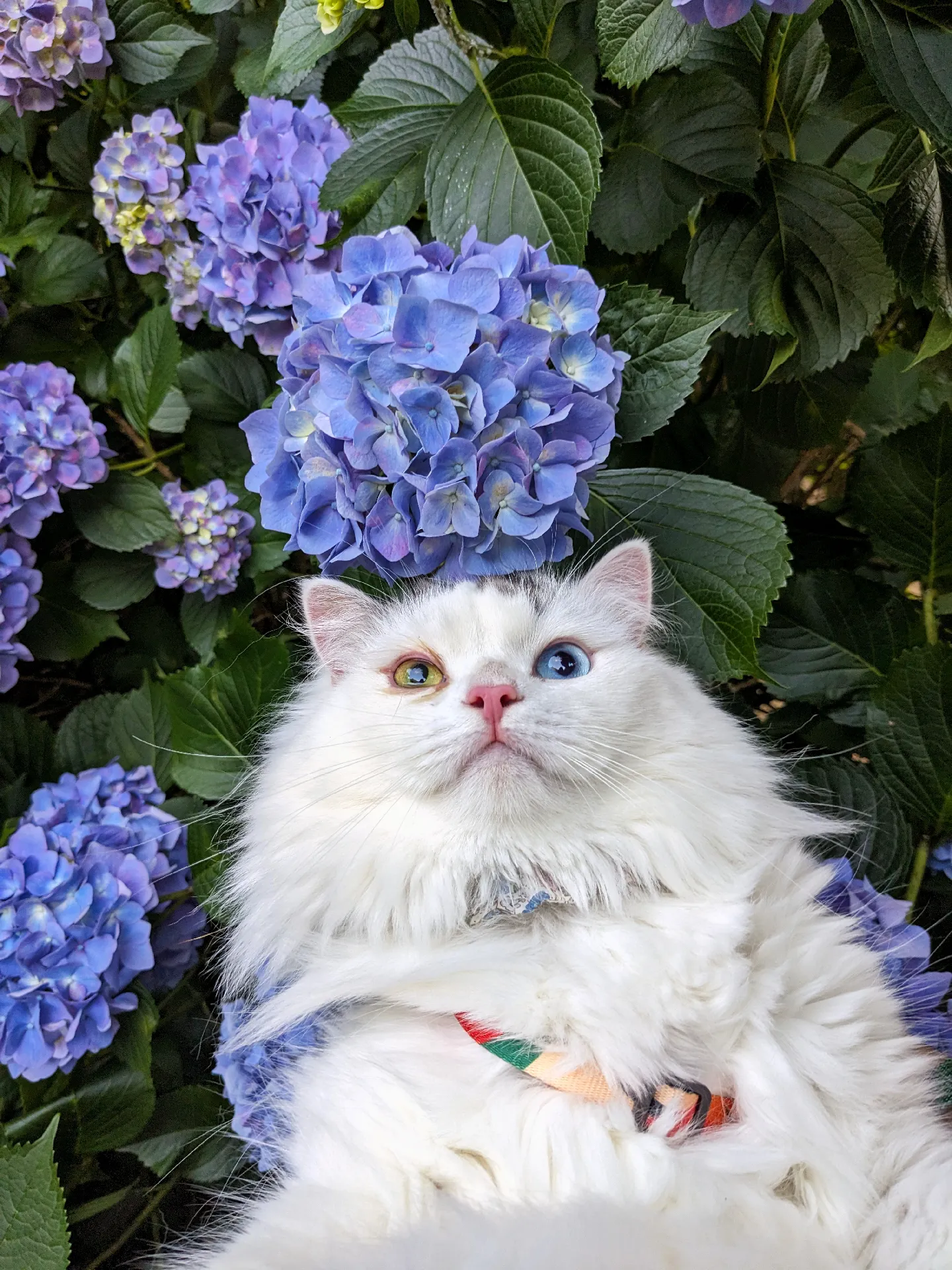 猫と紫陽花を見てきました☔🐸 | tete__0918が投稿したフォトブック