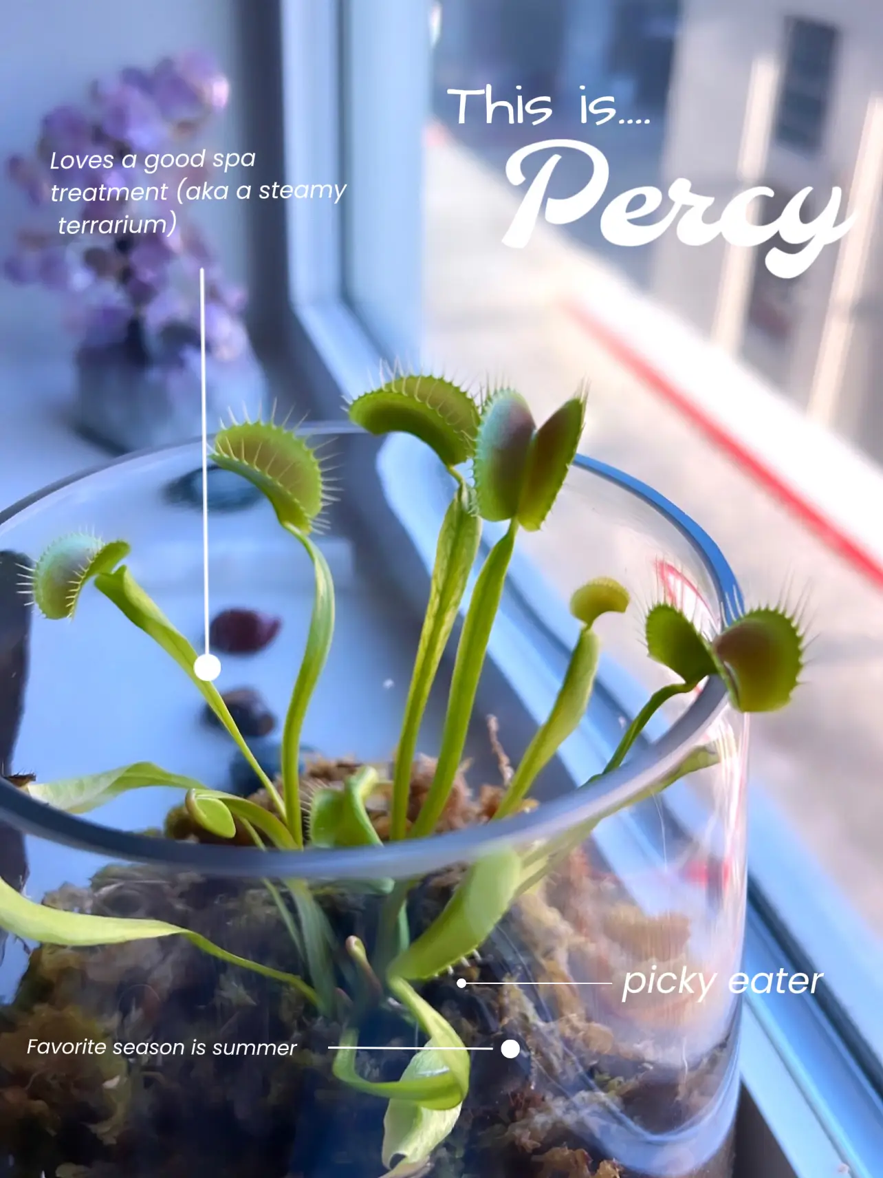 Venus Fly Trap Dormancy Period - Lemon8 Search