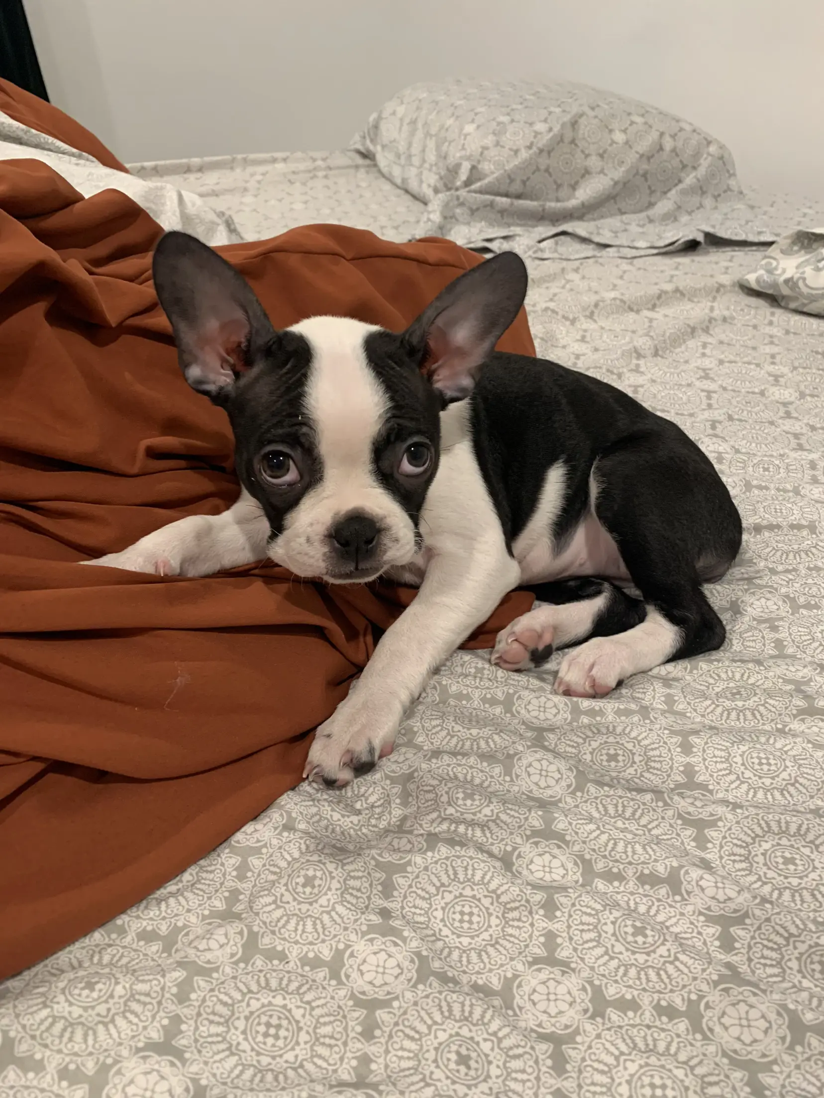 Boston terrier discount blanket tj maxx