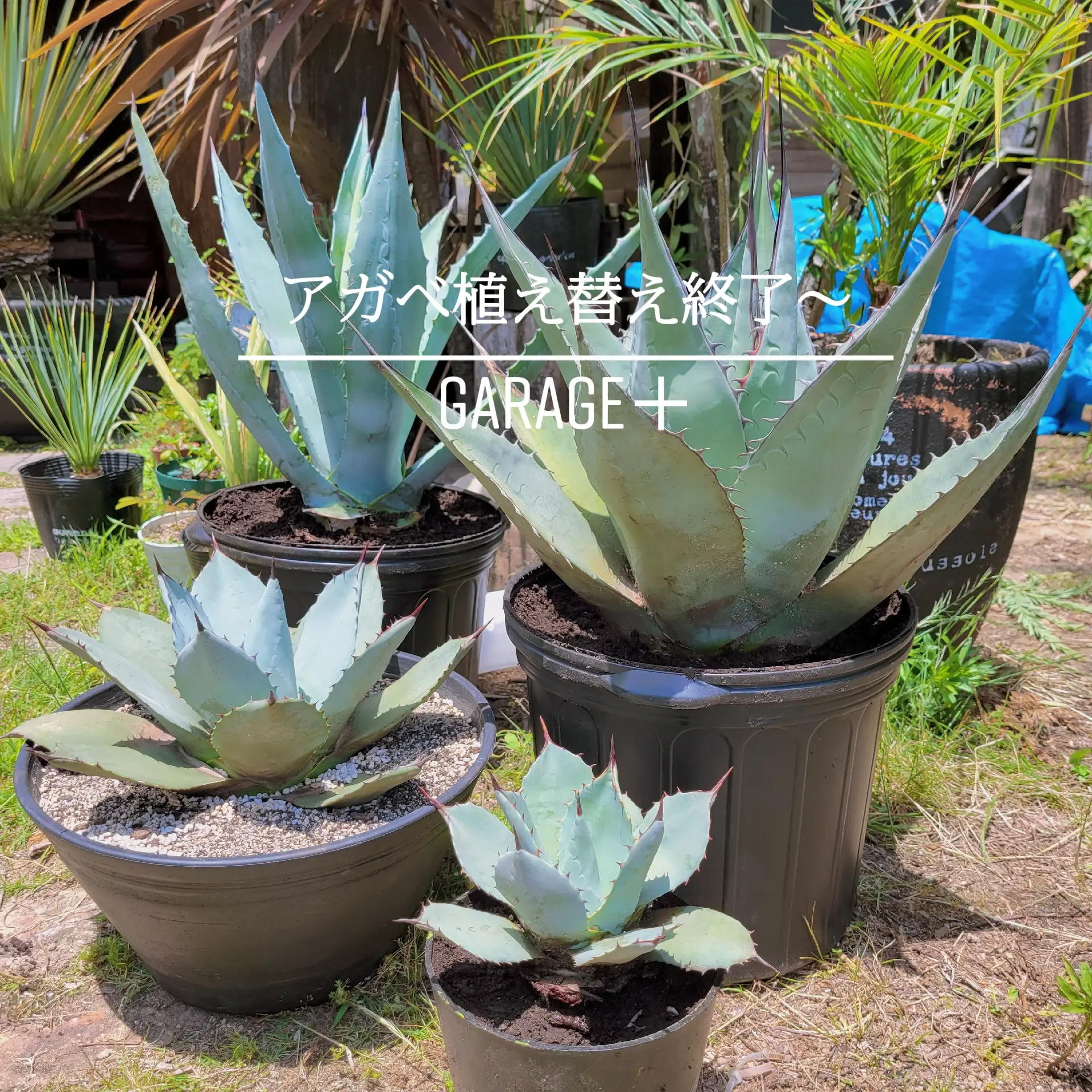 アガベ アメリカーナ 2株