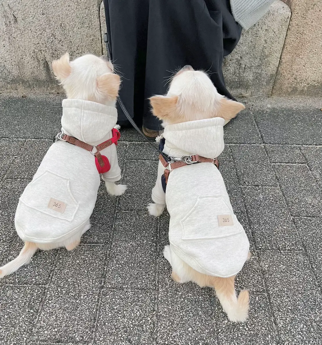 犬服 パーカー ／ バルーンパーカー🎈 | 365with.が投稿したフォト