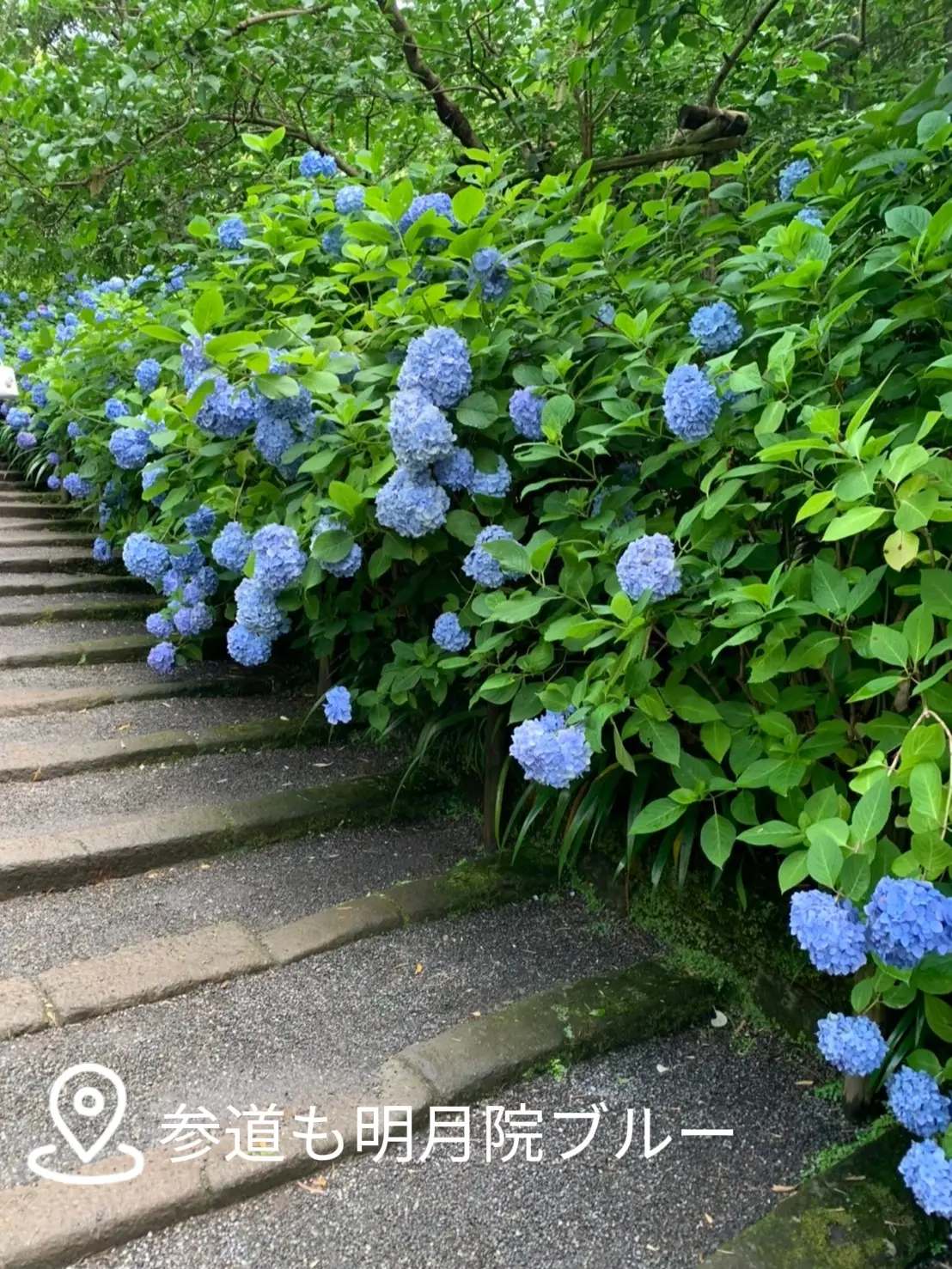 可愛いクリスマスツリーやギフトが！ 水彩画（円覚寺参道 （早春の鎌倉散歩』鎌倉(神奈川県)の旅行記 絵画