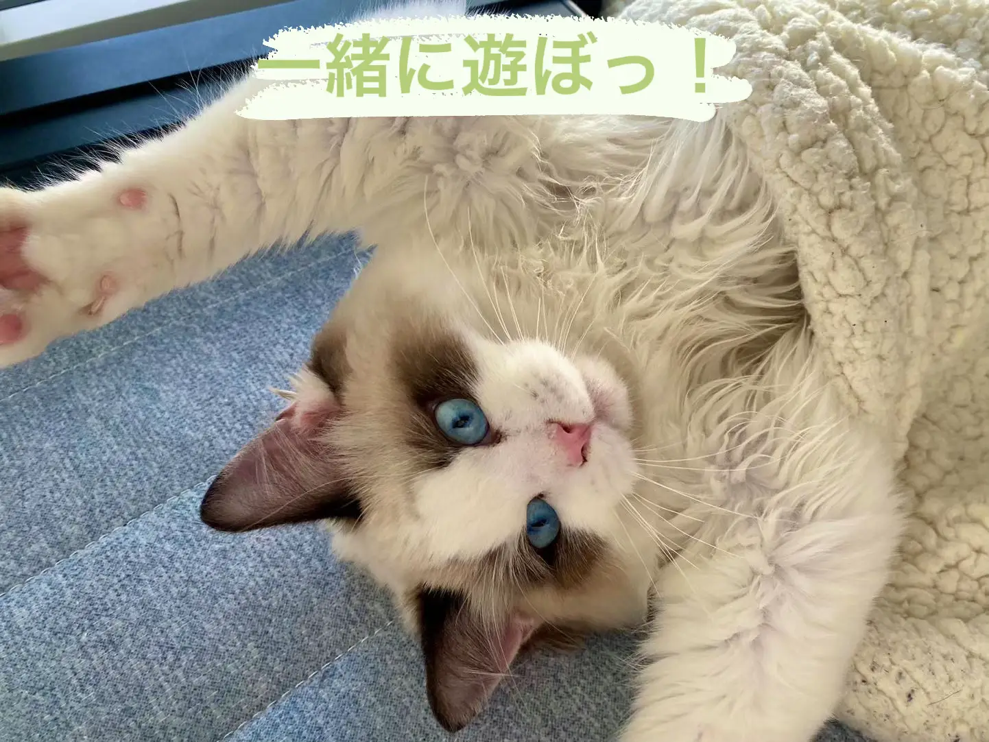 遊びが大好きな猫(^^) | Ragdoll Meow猫舎が投稿したフォトブック | Lemon8