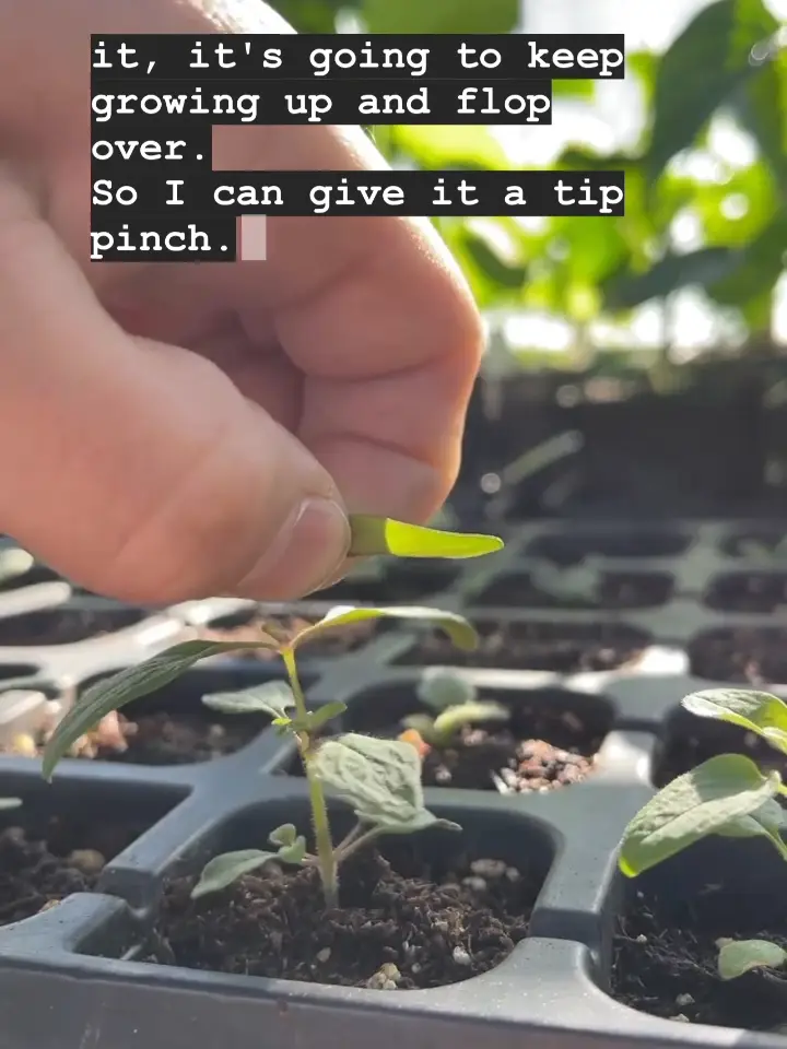 Styling your plants in water with copper wire