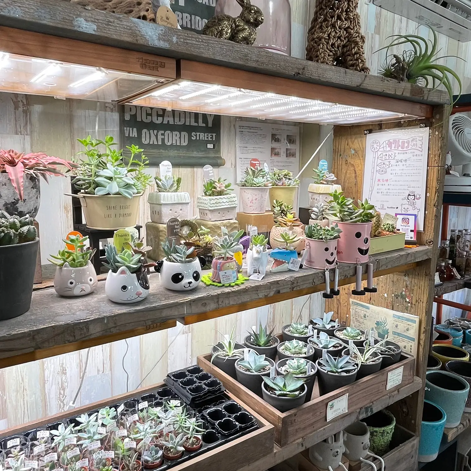 オススメ観葉植物のお店】 みどりと雑貨のお店 Green Rabbit