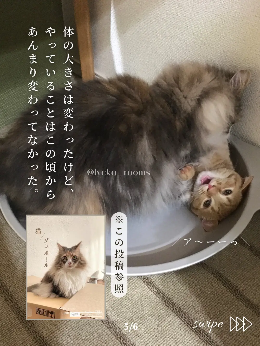 猫のいる生活〗猫鍋のある生活 | りゅっか𓍯猫と暮らすお家が投稿した