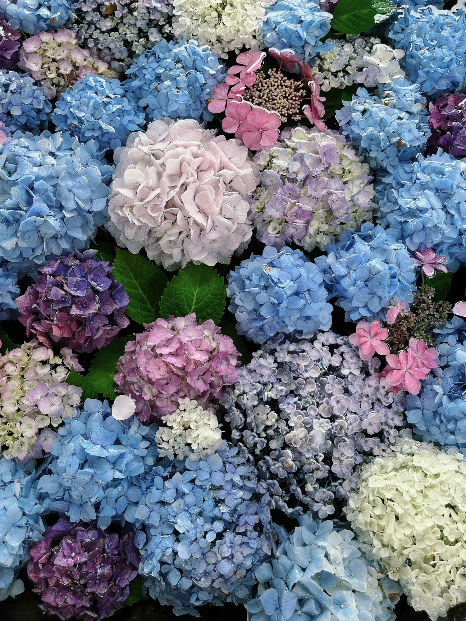 楊谷 寺 花 手 水