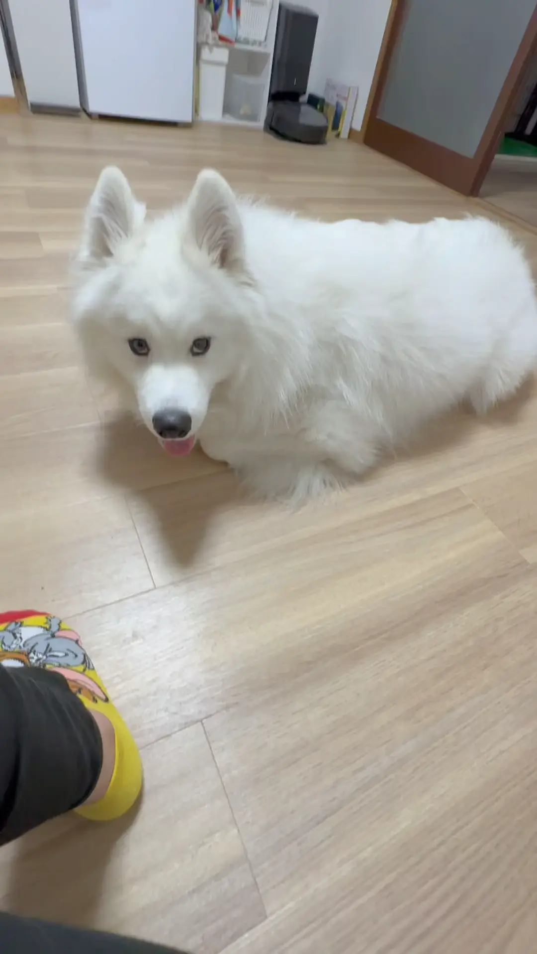 samoyed スカート ○手数料無料!! - スカート