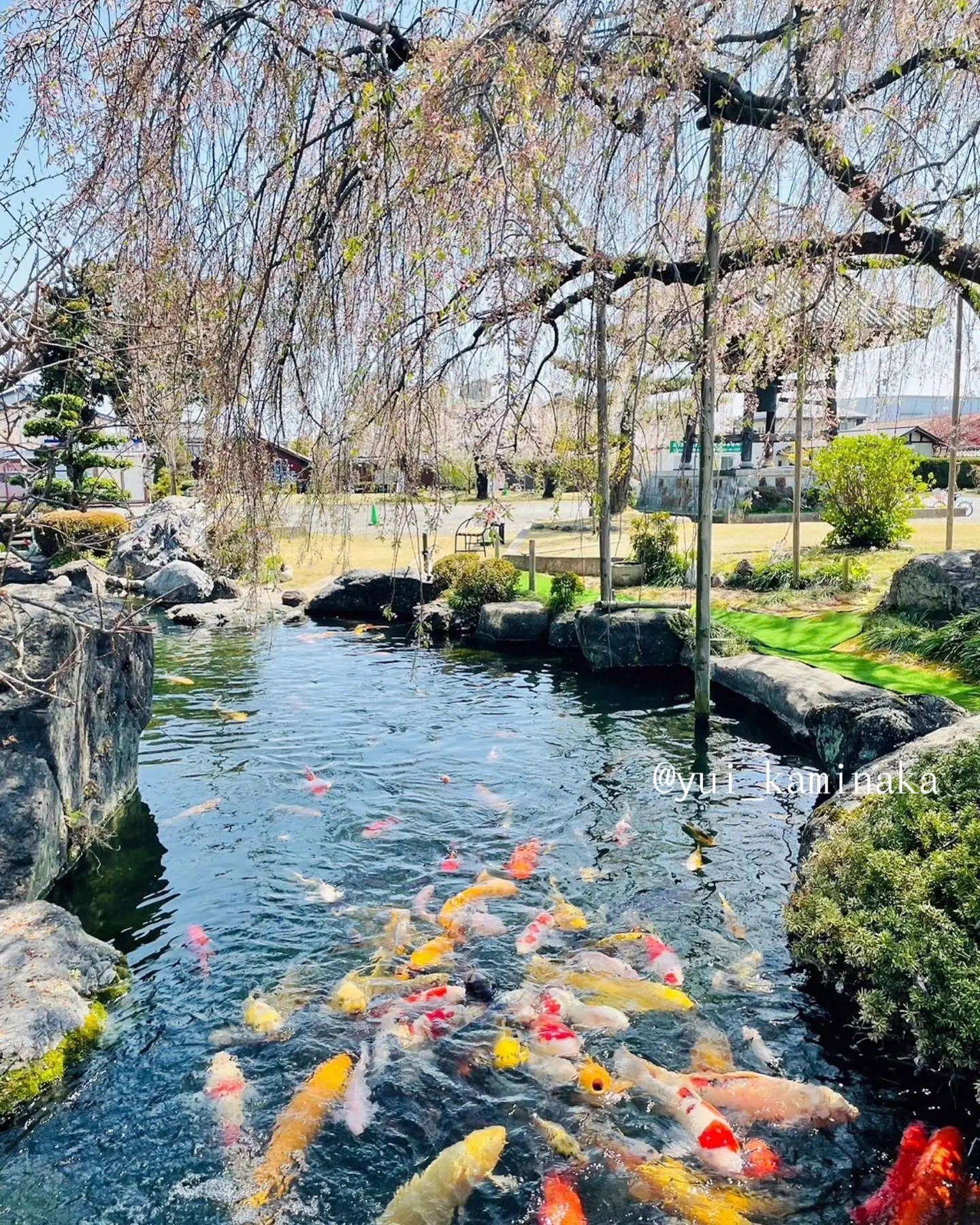 愛知】桜と錦鯉の撮影で人気のスポット『正眼寺』 | ゆい✈︎子連れでお出かけレポが投稿したフォトブック | Lemon8