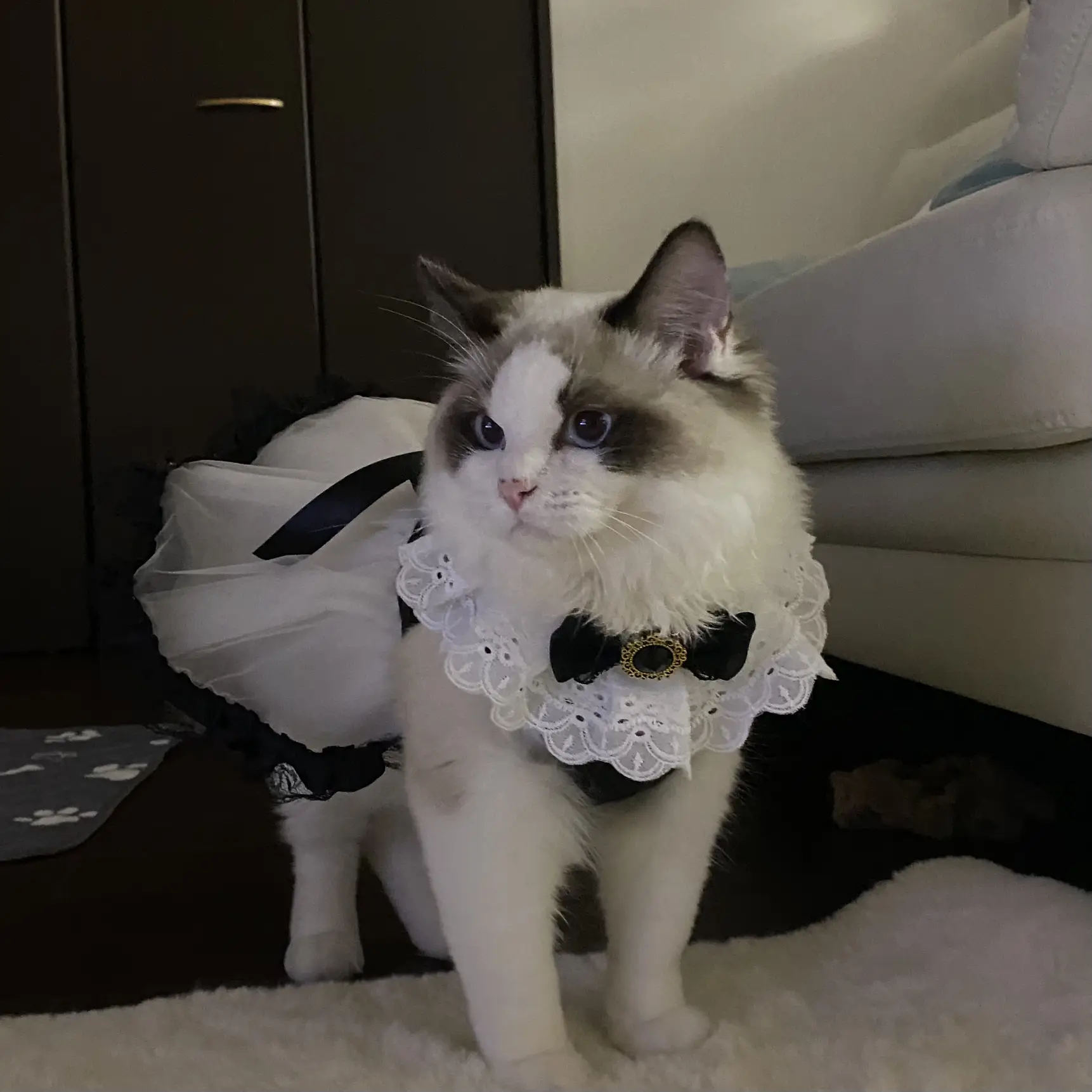 メイド服? | jillが投稿したフォトブック | Lemon8