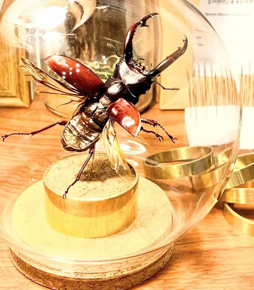 日本の昆虫標本ブランド『苔丸』の作品です。 | 昆虫標本専門店 苔丸