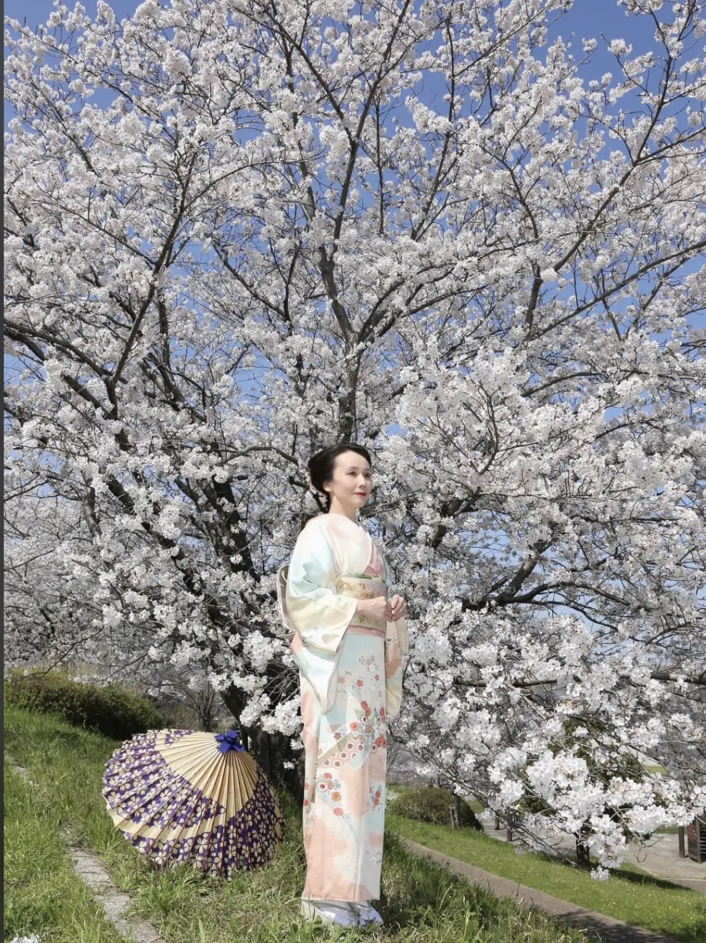 人気定番の 桜が描かれた螺鈿の訪問着 着物 | thetaiwantimes.com