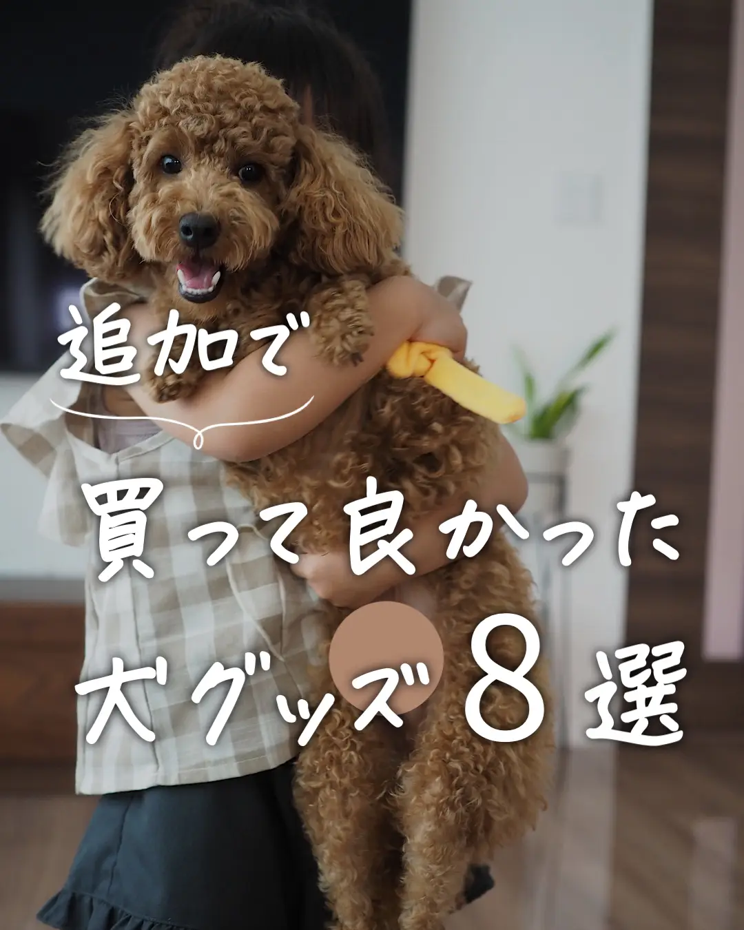 買って良かった犬グッズ🐕8選 | ムーンmoon_ismartが投稿したフォト