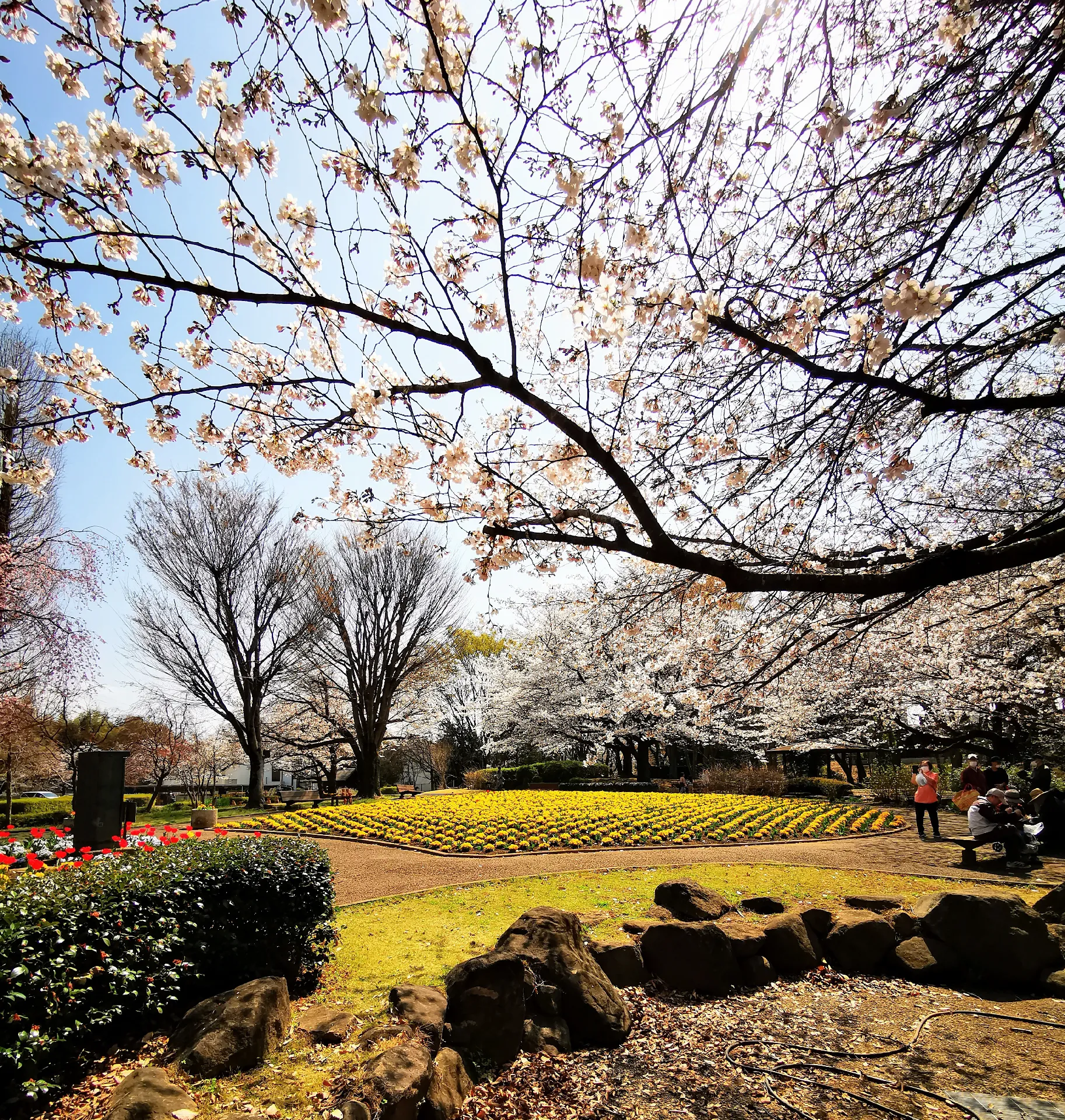 Omiya Flower Department Hill Park🌷🌸🏞 | แกลเลอรีที่โพสต์โดย CHAKO★ | Lemon8