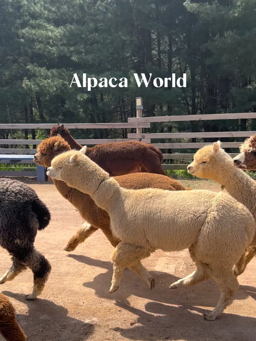 Visiting Alpaca World in South Korea with Kids - Lemon8 Search