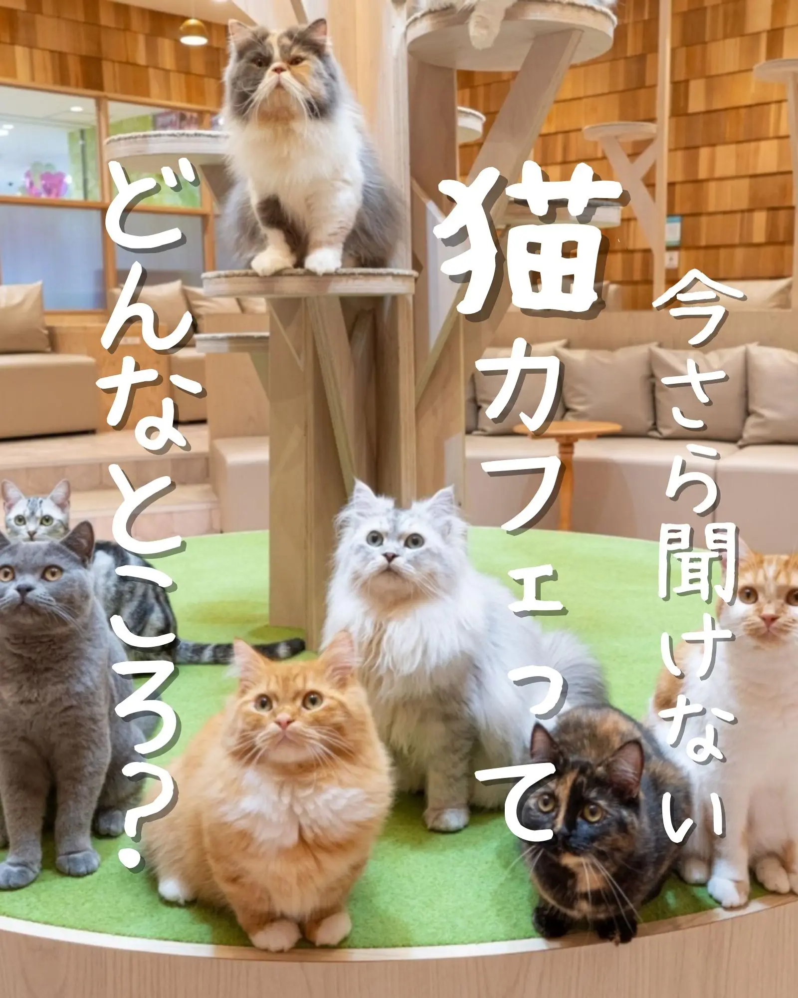 猫カフェでの過ごし方とマナー - Lemon8検索