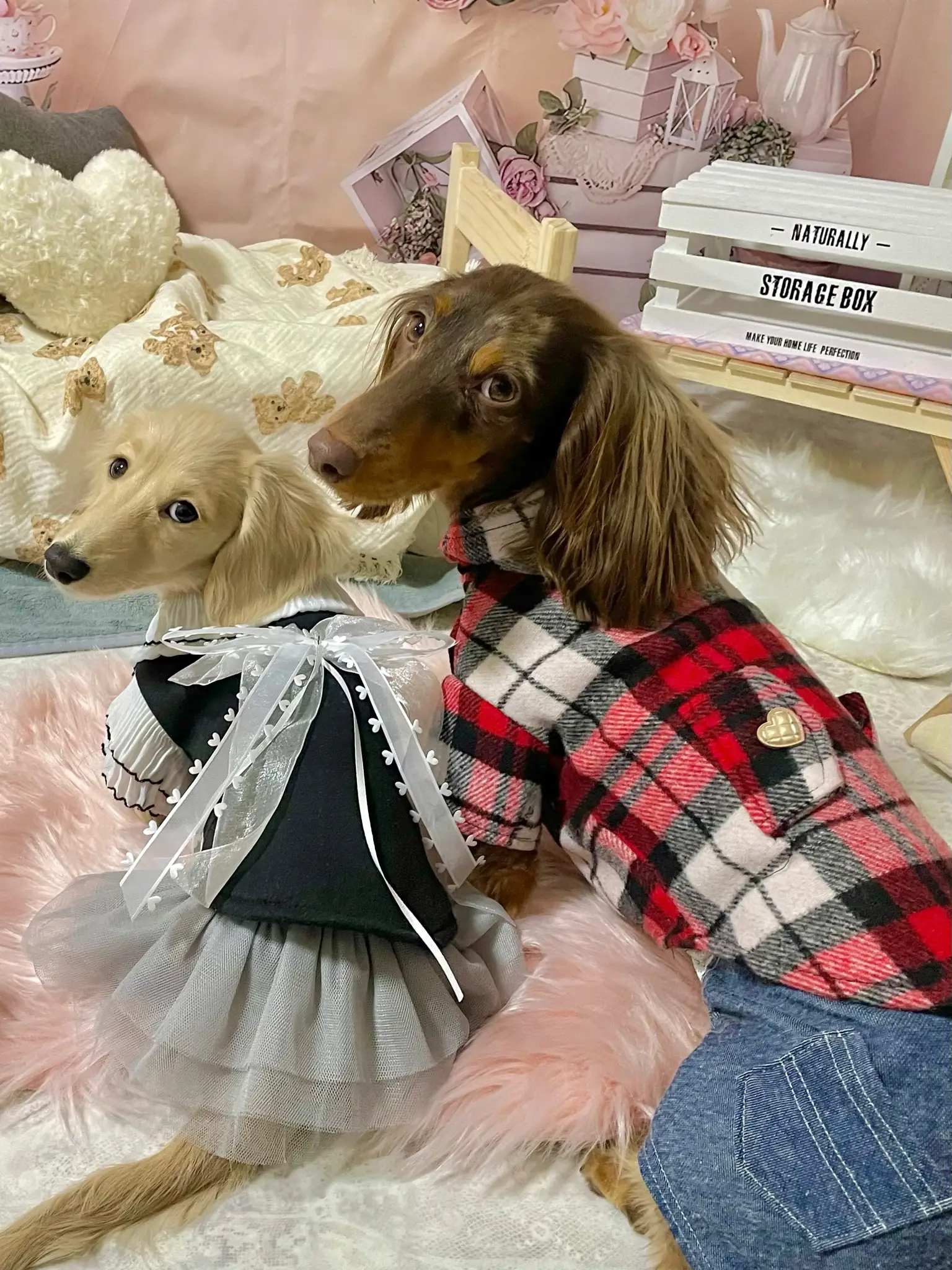 SHEINの犬服💕安い✨ | コアモナ♡ミニチュアダックスが投稿したフォト