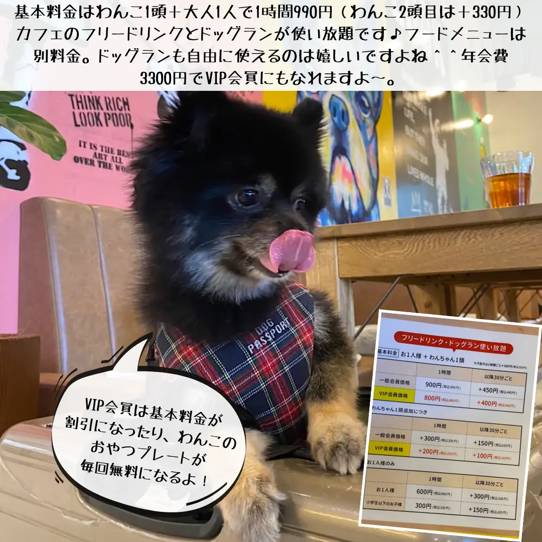 Nagoya City, Aichi Prefecture, the completed indoor dog run & cafe