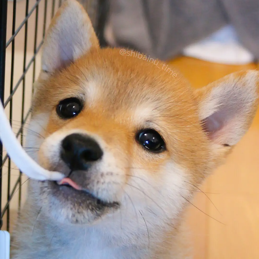 ピコ様❤柴犬 ペン立て♡