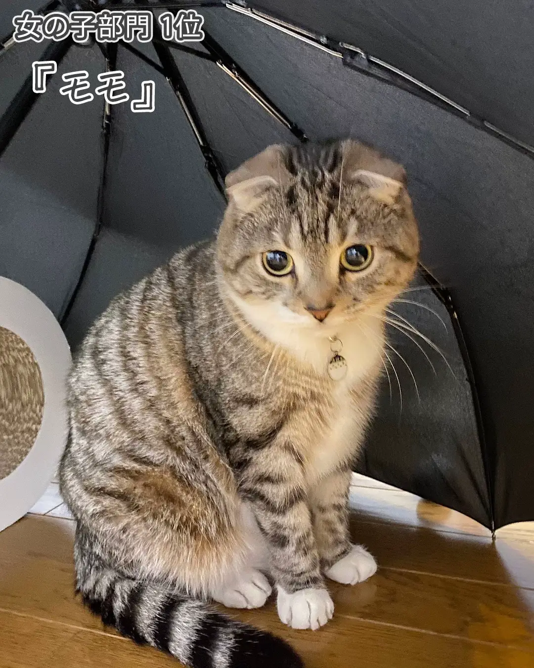 NO.127レジン♡おすましbaby猫ちゃん しよ